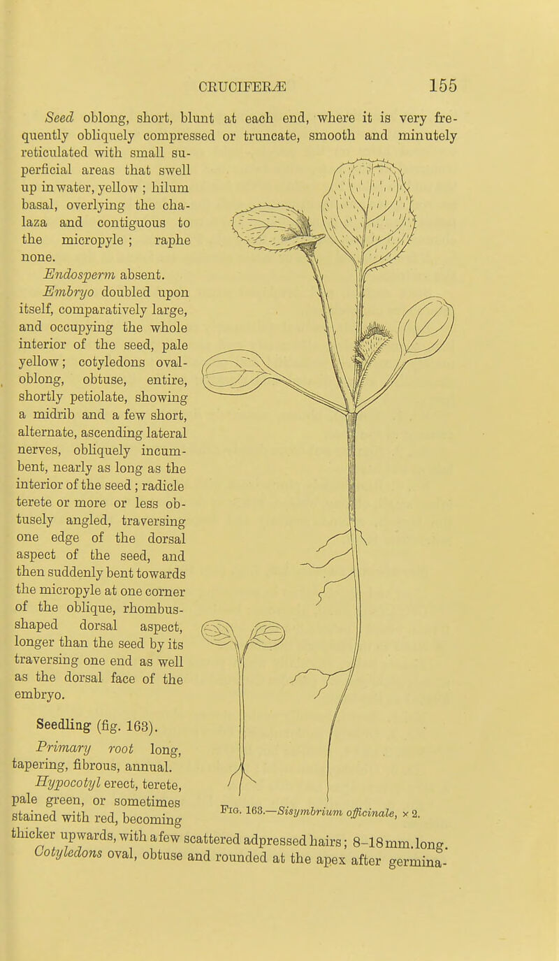 Seed oblong, short, blunt at each end, where it is very fre- quently obliquely compressed or truncate, smooth and minutely reticulated with small su- perficial areas that swell up in water, yellow ; hilum basal, overlying the cha- laza and contiguous to the micropyle ; raphe none. Endosperm absent. Embryo doubled upon itself, comparatively large, and occupying the whole interior of the seed, pale yellow; cotyledons oval- oblong, obtuse, entire, shortly petiolate, showing a midrib and a few short, alternate, ascending lateral nerves, obhquely incum- bent, nearly as long as the interior of the seed ; radicle terete or more or less ob- tusely angled, traversing one edge of the dorsal aspect of the seed, and then suddenly bent towards the micropyle at one corner of the oblique, rhombus- shaped dorsal aspect, longer than the seed by its traversing one end as well as the dorsal face of the embryo. Seedling (fig. 163). Primary root long, tapering, fibrous, annual. Hypocotyl erect, terete, pale green, or sometimes stained with red, becoming thicker upwards,withafew scattered adpressedhairs; 8-18mm long Cotyledons oval, obtuse and rounded at the apex after germina- Fig. l&Z—Sisymbrium officinale, y 2.