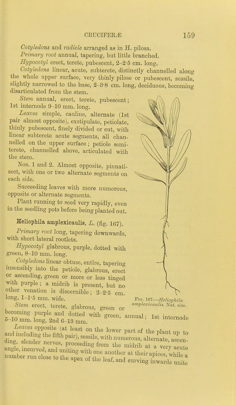 Cotyledons and radicle arranged as in H. pilosa. Primary root annual, tapering, but little branched. Hypocotyl erect, terete, pubescent, 2-2-5 cm. long. Cotyledons linear, acute, subterete, distinctly channelled along the whole upper surface, very thinly pilose or pubescent, sessile, slightly narrowed to the base, 2-3-8 cm. long, deciduous, becoming disarticulated from the stem. Stem annual, erect, terete, pubescent; 1st internode 9-10 mm. long. Leaves simple, cauline, alternate (1st pan- almost opposite), exstipulate, petiolate, thinly pubescent, finely divided or cut, with linear subterete acute segments, all chan- nelled on the upper surface ; petiole semi- terete, channelled above, articulated with the stem. Nos. 1 and 2. Almost opposite, pinnati- sect, with one or two alternate segments on each side. Succeeding leaves with more numerous, opposite or alternate segments. Plant running to seed very rapidly, even in the seedling pots before being planted out. Heliophila amplexicaulis, L. (fig, 167). Primary root long, tapering downwards, with short lateral rootlets. Hypocotyl glabrous, purple, dotted with green, 8-10 mm. long. Cotyledons]ine&v obtuse, entire, tapering insensibly into the petiole, glabrous, erect or ascending, green or more or less tinged with purple ; a midrib is present, but no other venation is discernible; 2-2-5 cm. long, 1-1-5 mm. wide. Stem erect, terete, glabrous, green or becommg purple and dotted with green annnpl • l=f ;v,f 5-10 mm. long, 2nd 6-13 mm. ' ^^^^^o-Je Leaves opposite (at least on the lower nart nf flno f clmg slender nerves, proceeding from the midrib al a acut angle mourved, and uniting with one another at their apieeriuk ! number run close to the apex of the leaf, a.d curvmg h a dl'^t Fig. Ut.—Heliophila amplexicaulis. Nat. size.
