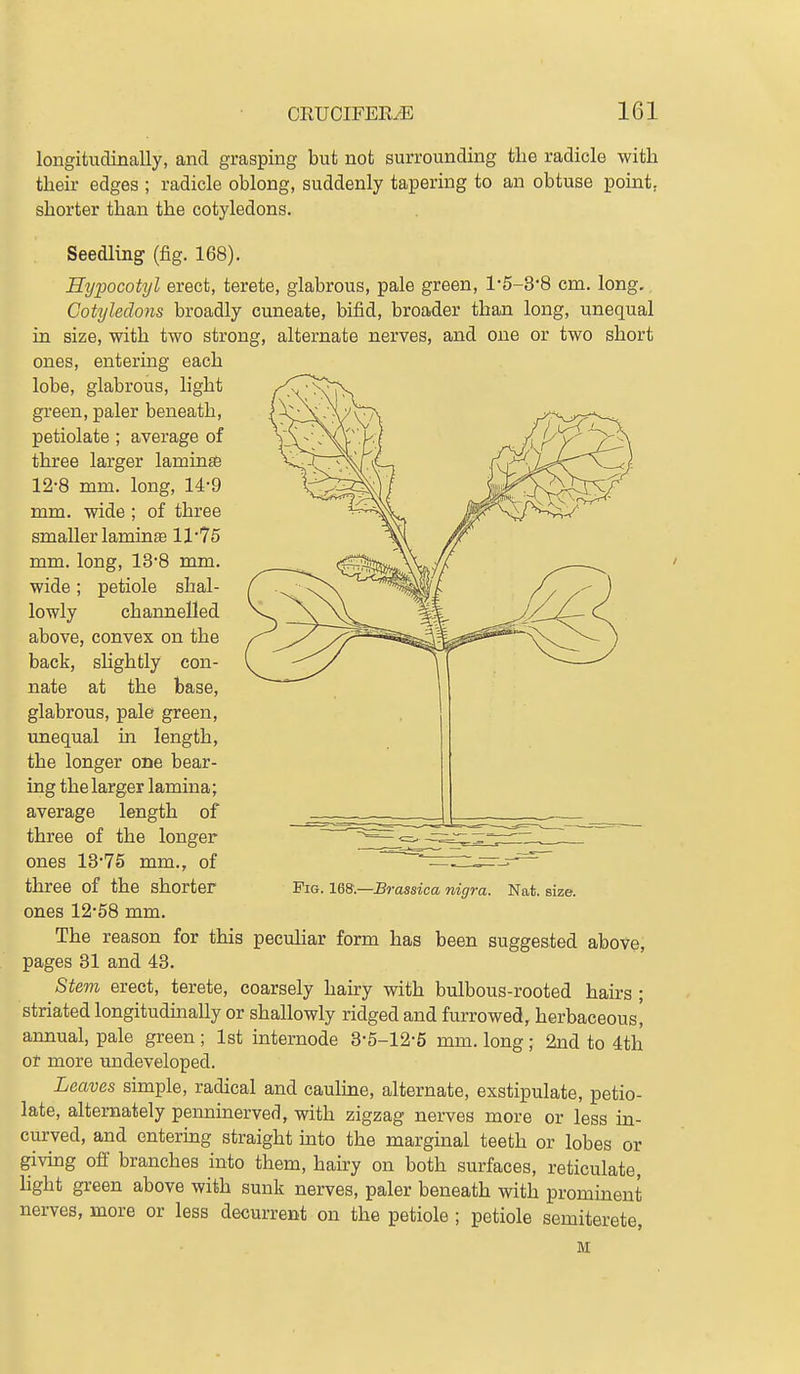 longitudinally, and grasping but not surrounding the radicle with their edges ; radicle oblong, suddenly tapering to an obtuse point, shorter than the cotyledons. Seedling (fig. 168). Bypocotyl erect, terete, glabrous, pale green, 1-5-3-8 cm. long. CoUjledons broadly cuneate, bifid, broader than long, unequal in size, with two strong, alternate nerves, and one or two short ones, entering each lobe, glabrous, light green, paler beneath, petiolate ; average of three larger laminae 12-8 mm. long, 14-9 mm. wide ; of three smaller lamina 11'75 mm. long, 13'8 mm. wide; petiole shal- lowly channelled above, convex on the back, slightly con- nate at the base, glabrous, pale green, unequal in length, the longer one bear- ing the larger lamina; average length of three of the longer ones 1375 mm., of three of the shorter ones 12'58 mm. The reason for this peculiar form has been suggested above, pages 31 and 43. Stem erect, terete, coarsely hairy with bulbous-rooted hairs ; striated longitudinally or shallowly ridged and furrowed, herbaceous! annual, pale green ; 1st internode 3-5-12-5 mm. long; 2nd to 4th or more undeveloped. Leaves simple, radical and cauline, alternate, exstipulate, petio- late, alternately penninerved, with zigzag nerves more or less in- curved, and entering straight into the marginal teeth or lobes or givmg off branches into them, hairy on both surfaces, reticulate, hght green above with sunk nerves, paler beneath with prominent nerves, more or less decurrent on the petiole ; petiole semiterete,