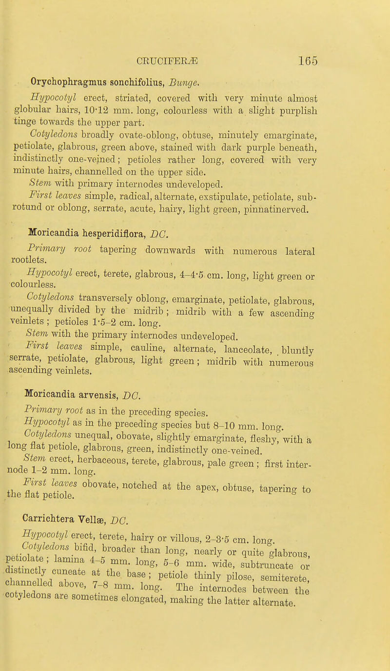 Orychophragmus sonchifolius, Buncje. Hypocotyl erect, striated, covered with very minute almost globular hairs, 10-12 mm. long, colourless with a shght purplish tinge towards the upper part. Cotyledons broadly ovate-oblong, obtuse, minutely emarginate, petiolate, glabrous, green above, stained with dark purple beneath, indistinctly one-veined; petioles rather long, covered with very minute hairs, channelled on the upper side. Stem with primary internodes undeveloped. First leaves simple, radical, alternate, exstipulate, petiolate, sub- rotund or oblong, serrate, acute, hairy, hght green, pinnatinerved. Moricandia hesperidiflora, DC. Pr'mary root tapering downwards with numerous lateral rootlets. Hypocotyl erect, terete, glabrous, 4-4-5 cm. long, light green or colourless. Cotyledons transversely oblong, emarginate, petiolate, glabrous, unequally divided by the midrib ; midrib with a few ascending vemlets ; petioles 1-5-2 cm. long. Stem with the primary internodes undeveloped. First leaves simple, cauline, alternate, lanceolate, bluntly serrate, petiolate, glabrous, light green; midrib with numerous ascendmg veinlets. Moricandia arvensis, DC. Primary root as in the preceding species. Hypocotyl as m the preceding species but 8-10 mm. long. Cotyledons unequal, obovate, slightly emarginate, fleshy, with a long flat petiole, glabrous, green, indistmctly one-veined. Stevi erect, herbaceous, terete, glabrous, pale green; first inter- node 1-2 mm. long. Carrichtera Vellae, DC. Hypocotyl erect, terete, hairy or villous, 2-3-5 cm. long Cotyledons hiM, broader than long, nearly or quite glabrous petiolate; lamma 4-5 mm. long, 5-6 mm. ide, subtruncate o d stmc ly cuneate at the base; petiole thmly pilose, semiterete hannelled above, 7-8 mm. long. The internodes between h ■cotyledons are sometimes elongated, making the latter alternate