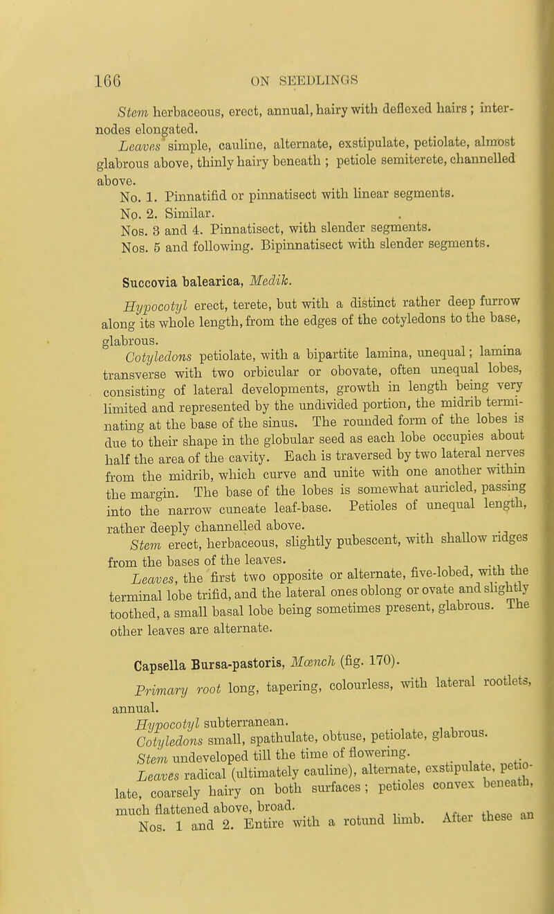 Stevi herbaceous, erect, annual, hairy with deflexed hairs; inter- nodes elongated. Leaves simple, cauline, alternate, exstipulate, petiolate, almost glabrous above, thinly hairy beneath ; petiole semiterete, channelled above. No. 1. Pinnatifid or pinnatisect with linear segments. Np. 2. Similar. Nos. 3 and 4. Pmnatisect, with slender segments. Nos. 5 and following. Bipinnatisect with slender segments. Succovia balearica, Medik. Hypocotyl erect, terete, but with a distmct rather deep furrow along its whole length, from the edges of the cotyledons to the base, glabrous. Cotyledons petiolate, with a bipartite lamina, unequal; lamma transverse with two orbicular or obovate, often unequal lobes, consisting of lateral developments, growth in length being very limited and represented by the undivided portion, the midrib termi- nating at the base of the sinus. The rounded form of the lobes is due to their shape in the globular seed as each lobe occupies about half the area of the cavity. Each is traversed by two lateral nerves from the midrib, which curve and unite with one another within the margin. The base of the lobes is somewhat auricled, passmg into the narrow cuneate leaf-base. Petioles of unequal length, rather deeply channelled above. Stem erect, herbaceous, shghtly pubescent, with shaUow ndges from the bases of the leaves. Leaves, the first two opposite or alternate, five-lobed, with the terminal lobe trifid, and the lateral ones oblong or ovate and slightly toothed, a small basal lobe being sometunes present, glabrous. The other leaves are alternate. Capsella Bursa-pastoris, Moench (fig. 170). Primary root long, tapering, colourless, with lateral rootlets, annual. Eyvocotyl subterranean. Cotyledons small, spathulate, obtuse, petiolate, glabrous. Stem undeveloped till the time of flowering. Leaves radical (ultimately cauline), alternate, exstipulate. petio- late, coarsely hairy on both surfaces ; petioles convex beneath, much flattened above, broad. Nos. 1 and 2. Entire with a rotund hmb. After these an