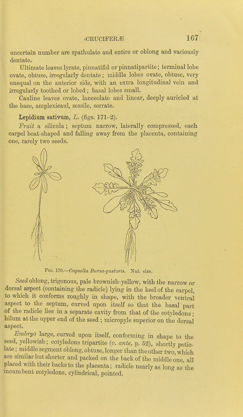 uncertain number are spatliulate and entire or oblong and variously dentate. Ultimate leaves lyrate, pinnatifid or pinnatipartite; terminal lobe ovate, obtuse, irregularly dentate ; middle lobes ovate, obtuse, very unequal on the anterior side, with an extra longitudinal vein and irregularly toothed or lobed ; basal lobes small. Cauline leaves ovate, lanceolate and linear, deeply auricled at the base, amplexicaul, sessile, serrate. Lepidium sativum, L. (figs. 171-2). Fridt a siUcula; septum narrow, laterally compressed, each carpel boat-shaped and falling away from the placenta, containiag one, rarely two seeds. Fig. 170.—Capsella Bursa-pastoris. Nat. size. Seed oblong, trigonous, pale brownish-yellow, with the narrow or dorsal aspect (containing the radicle) lying in the keel of the carpel, to which it conforms roughly in shape, with the broader ventral aspect to the septum, curved upon itself so that the basal part of the radicle lies in a separate cavity from that of the cotyledons ; hilum at the upper end of the seed ; micropyle superior on the dorsal aspect. Embryo large, curved upon itself, conforming in shape to the seed, yellowish; cotyledons tripartite {v. ante, p. 62), shortly petio- late; middle segment oblong, obtuse, longer than the other two which are similar but shorter and packed on the back of the middle one all placed with their backs to the placenta; radicle nearly as lonc^ as'the incumbent cotyledons, cyhndrical, pointed, ^