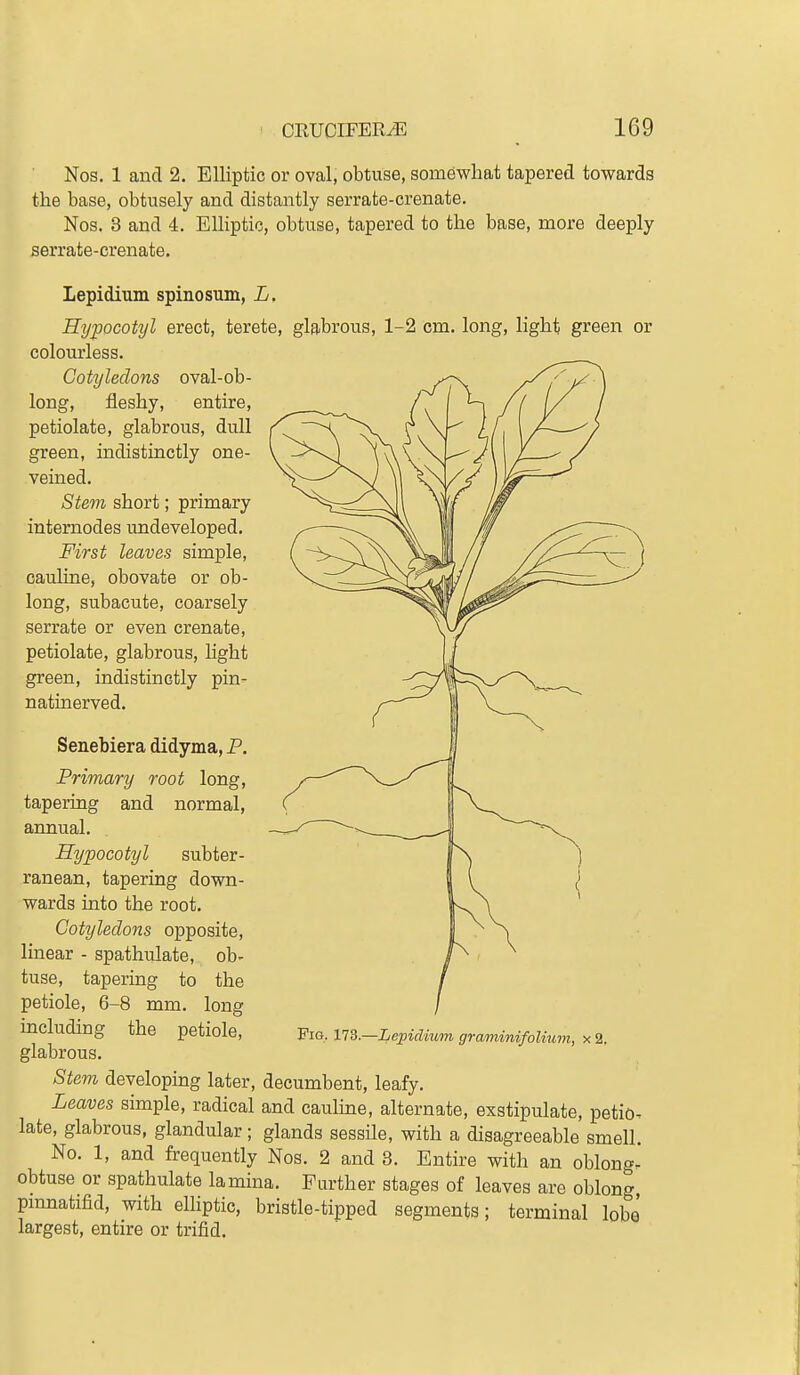 Nos. 1 and 2. Elliptic or oval, obtuse, somewhat tapered towards the base, obtusely and distantly serrate-crenate. Nos. 3 and 4. Elliptic, obtuse, tapered to the base, more deeply serrate-crenate. Lepidium spinosum, L. Hypocotyl erect, terete, glabrous, 1-2 cm. long, light green or colourless. Cotyledons oval-ob- long, fleshy, entire, petiolate, glabrous, dull green, indistinctly one- veined. Stem short; primary internodes undeveloped. First leaves simple, cauline, obovate or ob- long, subacute, coarsely serrate or even crenate, petiolate, glabrous, hght green, indistinctly pin- natinerved. Senebiera didyma, P. Primary root long, tapering and normal, annual. Hypocotyl subter- ranean, tapering down- wards into the root. Cotyledons opposite, linear - spathulate, ob- tuse, tapering to the petiole, 6-8 mm. long including the petiole, FiQ^n.-Lepidium graminifolmvi, glabrous. Stem developing later, decumbent, leafy. Leaves simple, radical and caulme, alternate, exstipulate, petio. late, glabrous, glandular; glands sessile, with a disagreeable smell. No. 1, and frequently Nos. 2 and 3. Entire with an oblong-' obtuse or spathulate lamina. Further stages of leaves are oblong pmnatifid, with eUiptic, bristle-tipped segments; terminal lobe largest, entire or trifid.