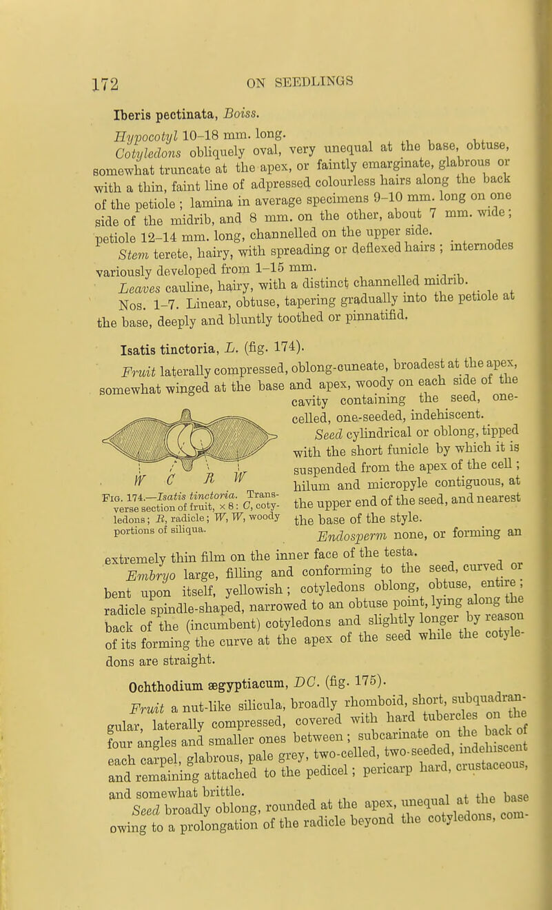 Iberis pectinata, Boiss. Hypocotyl 10-18 mm. long. , . , i., Cotyledons obliquely oval, very unequal at the base obtuse, Bomewhat truncate at the apex, or faintly emargmate, glabrous or with a thin, faint line of adpressed colourless hairs along the back of the petiole ; lamina in average specimens 9-10 mm long on one Side of the midrib, and 8 mm. on the other, about 7 mm. wide; petiole 12-14 mm. long, channelled on the upper side. _ Stem terete, hairy, with spreading or deflexed hairs ; mtemodes variously developed from 1-15 mm. Leaves cauline, hairy, with a distinct channelled midnb. ' Nos. 1-7. Linear, obtuse, tapering gradually mto the petiole at the base, deeply and bluntly toothed or pinnatifid, Isatis tinctoria, L. (fig. 174). ■ Fruit lateraUy compressed, oblong-cuneate, broadest at the apex, somewhat winged at the base and apex, woody on each side of the cavity containing the seed, one- celled, one-seeded, indehiscent. Seed cyhndrical or oblong, tipped with the short funicle by which it is ■ - ft w suspended from the apex of the ceU ; If C Jt H/ ^.^^^ ^^^^ micropyle contiguous, at %^Y/s;;S e-: c^Z- the upper end of the seed, and nearest ledons; B, radicle; W, W, woody ^-^e base of the style. portions of siliqua. Endosperm none, or forming an extremely thin film on the inner face of the testa. Embryo large, filhng and conforming to the seed, curved or bent upon itself, yellowish; cotyledons ^^^^^S^f^^^'^'^X^ radicle spindle-shaped, narrowed to an obtuse pom , lymg along the back of the (incumbent) cotyledons and slightly longer by reason of its forming the curve at the apex of the seed while the cotyle- dons are straight. Ochthodium segyptiacum, DC. (fig. 175). Fruit a nut-like sHicula, broadly rhomboid, short, «^|bquadra^- .ular laterally compressed, covered with hard tubercles on he foTandes and smaller ones between ; subcarinate on the back o ach cat , glabrous, pale grey, two-celled, two-seeded, indeliiscei^ and remaining attached to the pedicel; pericarp hard, crustaceous, and somewhat brittle. i „f fho hnQP Seed broadly oblong, rounded at the apex, ;-equal at the has owing to a prolongation of the radicle beyond the cotyledons, com