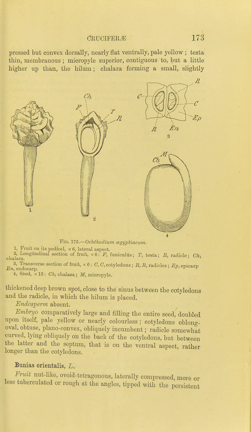 pressed but convex dorsally, nearly flat ventrally, pale yellow ; testa thin, membranous ; micropyle superior, contiguous to, but a little higher up than, the hilum; chalaza forming a small, slightly Fig. 175.—Ochthodium cegyptiacuvt. 1, Fruit on its pedicel, x 6, lateral aspect. 2, Longitudinal section of fruit, x6: F, funioultis; T, testa; B, radicle; Ch, JEn'endooavp^'^'^ section of fruit, x 6 : C, 0, cotyledons ; B, B, radicles ; Ep, epicarp i, Seed, X 15 : Chj chalaza; M, micropyle. thickened deep brown spot, close to the sinus betweien the cotyledons and the radicle, in which the hilum is placed. Endosperm absent. Embryo comparatively large and filHng the entire seed, doubled upon itself, pale yellow or nearly colourless ; cotyledons oblong- oval, obtuse, plano-convex, obHquely incumbent; radicle somewhat curved, lying obliquely on the back of the cotyledons, but between the latter and the septum, that is on the ventral aspect, rather longer than the cotyledons. Bunias orientalis, L, Frtoit nut-Uke, ovoid-tetragonous, laterally compressed, more or less tuberculated or rough at the angles, tipped with the persistent