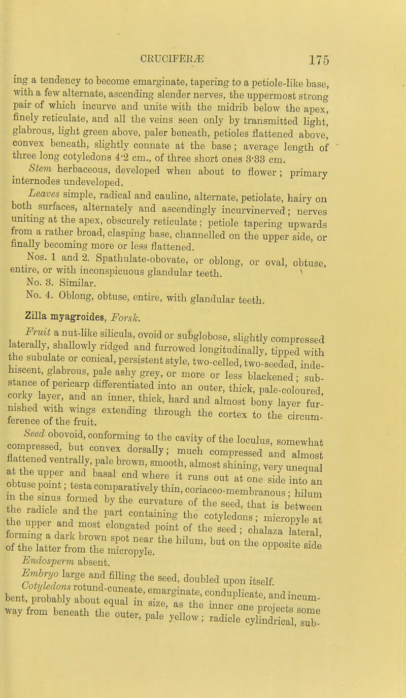 ing a tendency to become emarginate, tapering to a petiole-like base, with a few alternate, ascending slender nerves, the uppermost strong pair of which incurve and unite with the midrib below the apex, finely reticulate, and all the veins seen only by transmitted hght, glabrous, light green above, paler beneath, petioles flattened above,' convex beneath, slightly connate at the base; average length of three long cotyledons 4-2 cm., of three short ones 3-33 cm. Ste7n herbaceous, developed when about to flower; primary internodes undeveloped. Leaves simple, radical and cauline, alternate, petiolate, hairy on both surfaces, alternately and ascendingly incurvinerved; nerves umtmg at the apex, obscurely reticulate ; petiole tapering upwards from a rather broad, clasping base, channelled on the upper side, or finally becoming more or leas flattened. Nos. 1 and 2. Spathulate-obovate, or oblong, or oval, obtuse entire, or with inconspicuous glandular teeth. ' No. 3. Similar. No. 4. Oblong, obtuse, entire, with glandular teeth. Zilla myagroides, Forsk. Fruit a nut-like sihcula, ovoid or subglobose, slightly compressed aterally shallowly ridged and furrowed longitudinally^ tipped with the subulate or corneal, persistent style, two-celled, two-seeded, inde- hiscent, glabrous, pale ashy grey, or more or less blackened sub- stance of pericarp chflferentiated into an outer, thick, pale-cobured corky layer and an inner, thick, hard and almost bony layer fur- We^jfheTl ~- Seed obovoid, conforming to the cavity of the loculus, somewhat compressed, but convex dorsally; much compressed ;nd almos flattened ventrally, pale brown, smooth, almost stining, very unequ! at the upper and basal end where it runs out at one sideTn o an obtuse pomt; testa comparatively thin, coriaceo-membran u hHum in the smus formed by the curvature of the seed, that  between the radicle and the part containing the cotyledons; micropvTe a he upper and most elongated point of the seed; cialazaTaferal foming a dark brown spot near the hilum, but on the oZo^e sS^ of the latter from the micropyle. Fposiie siae Endosperm absent. a»6ryo large and filling the seed. a„„ble<l upon itself.