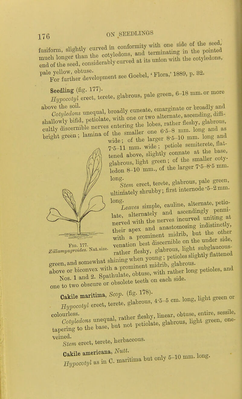 Td of c'rlrZ o«™d at U» union U,e cotyledon. ^'yoSh:'detlop-nent see Goebel, ■ Flora/ 1889, p. 3.. tete, glataou. pale green, 6-18 -nn,. or „ore n:*?r.nne,«^^^^^ Bhallowly bifld, petiolate,   ^.^j^^, fleshy, glateous, cnltly disoernible nerves enter ng th lobes rat JJ Wight green-, lannna of the smaUer o^^^^^ 7-6-11 mm. -wide -, petiole semiterete, fla.- tened above, slightly connate at the base, glabrous, light green; of the smaUer coty- ledon 8-10 mm., of the larger 7-6-8 5 mm. '™S(em erect, terete, glabrous, pale green, ultimately shrubby; first intemode-6-2mm. simple, caulme, aUern^te, peWo- late alternately and ascendingly pemii nmed with the nerves incurved mntag at S?r apex and anastomosing md.stmctly, S a prominent midrib, but the other .„.r„. . :tion\estdiscermbleonihejte^^^^^ fleshy, S^^^ ,reen,andsome.hat*mmg,henyo^^^^^^^ ^ above °^''-7r g'thX'e with rather long petroles, and CaMle .aritin:a, ™)- „, Hypocotyl erect, terete, gi^ii. colourless. ^ li,,ear, obtuse, entii-e, sessile, Cotyledons X:rLrti ve^^oL^ glabrous, Ugbt gx-eeu, one- tapering to the base, but nu v ^^ftem erect, terete, herbaceous. C„,„Usin0.mar«mab«torrlyMOmm.long.