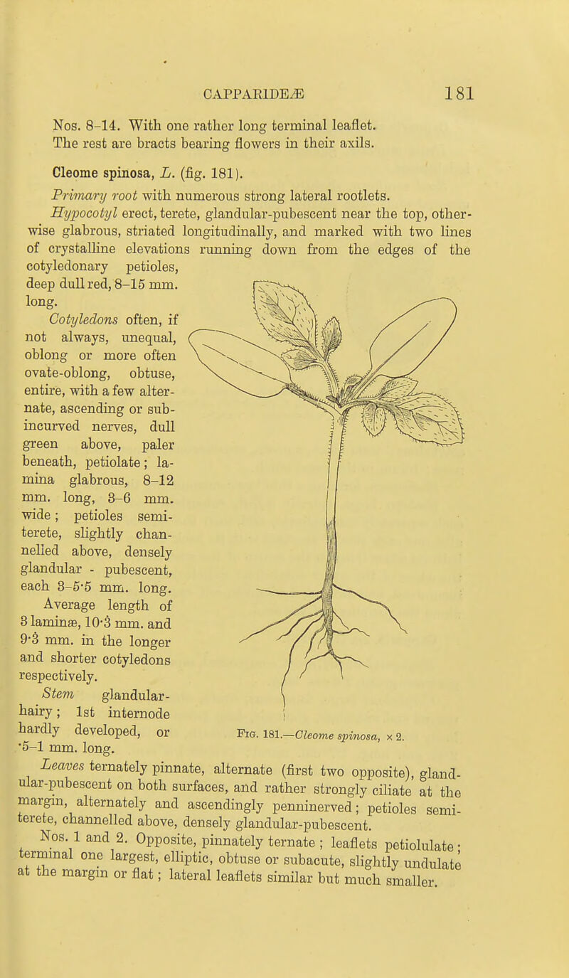 Nos. 8-14. With one rather long terminal leaflet. The rest are bracts bearing flowers in their axils. Cleome spinosa, L. (fig. 181). Primary root with numerous strong lateral rootlets. Hypocotyl erect, terete, glandular-pubescent near the top, other- wise glabrous, striated longitudinally, and marked with two lines of crystalline elevations running down from the edges of the cotyledonary petioles, deep dull red, 8-15 mm. long. Cotyledons often, if not always, unequal, oblong or more often ovate-oblong, obtuse, entiriB, with a few alter- nate, ascending or sub- incurved nerves, dull green above, paler beneath, petiolate; la- mina glabrous, 8-12 mm. long, 3-6 mm. wide; petioles semi- terete, shghtly chan- nelled above, densely glandular - pubescent, each 3-5*5 mm. long. Average length of 3 laminae, 10-3 mm. and 9-S mm. in the longer and shorter cotyledons respectively. Stem glandular- hairy; 1st internode hardly developed, or •5-1 mm. long. Leaves ternately pinnate, alternate (first two opposite), gland- ular-pubescent on both surfaces, and rather strongly cihate at the margm, alternately and ascendingly penninerved; petioles semi- terete, channelled above, densely glandular-pubescent. Nos. 1 and 2. Opposite, pinnately ternate ; leaflets petiolulate • termmal one largest, elliptic, obtuse or subacute, shghtly undulate at the margm or flat; lateral leaflets similar but much smaller Fig. 181.—Cleome spinosa, x 2.