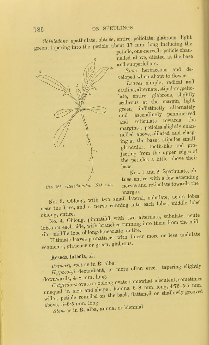 Cotyledons spatliulate, obtuse, entire, petiolate, glabrous, ligbt ,reen. Capering into tbe petiole, about H ^^^^^^^ nelled above, dilated at the base and Bubperfoliate. Stem herbaceous and de- veloped when about to flower. Leaves simple, radical and cauline, alternate, stipulate, petio- late, entire, glabrous, slightly scabrous at the margin, light green, indistinctly alternately and ascendingly penninerved and reticulate towards the margins ; petioles slightly chan- nelled above, dilated and clasp- ing at the base; stipules small, glandular, tooth-hke and pro- jecting from the upper edges of the petioles a Httle above their lo£lS6« Nos. 1 and 2. Spathulate. ob- tuse, entire, with a few ascendmg nerves and reticulate towards the Nn H OblonR with two small lateral, subulate, acute lobes neaJ^the ba?e an'd a nerve running h.to each lobe; middle lobe oblong, entire ^^h two alternate, subulate acute lobe^onlS; Sw;hes running into them from the m.d- rib ; middle lobe oblong-lanceolate en ire Ultimate leaves pinnatisect with linear more oi segments, glaucous or green, glabrous. Reseda luteola, L. EiG. 185—Beseda alba. Nat. size.