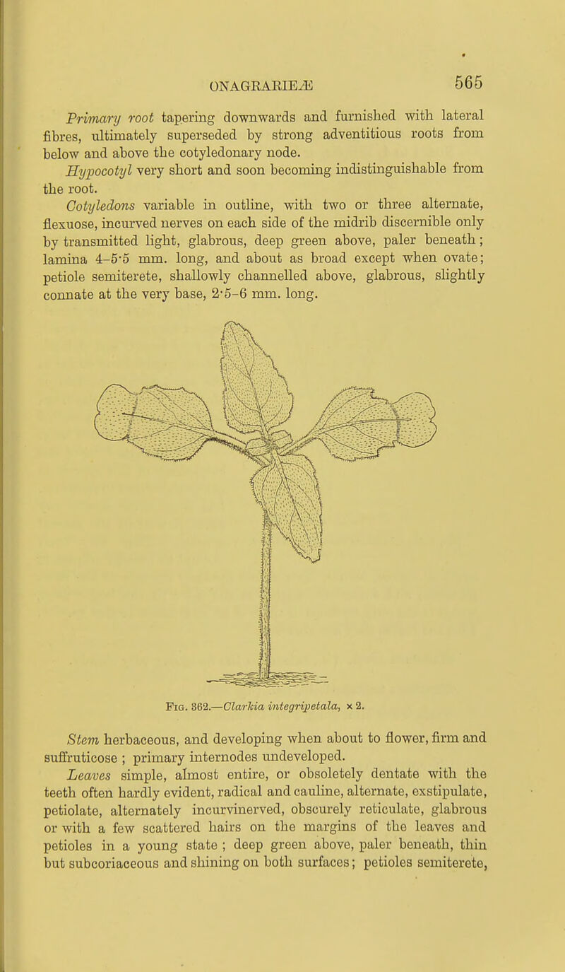 Primanj root tapering downwards and furnished with lateral fibres, ultimately superseded by strong adventitious roots from below and above the cotyledonary node. Hypocotyl very short and soon becoming indistinguishable from the root. Cotyledons variable in outline, with two or three alternate, flexuose, incurved nerves on each side of the midrib discernible only by transmitted light, glabrous, deep green above, paler beneath; lamina 4-5'5 mm. long, and about as broad except when ovate; petiole semiterete, shallowly channelled above, glabrous, slightly connate at the very base, 2*5-6 mm. long. Pig. 362.—Clarkia integripetala, x 2. Stem herbaceous, and developing when about to flower, firm and suffruticose ; primary internodes undeveloped. Leaves simple, almost entire, or obsoletely dentate with the teeth often hardly evident, radical and cauline, alternate, exstipulate, petiolate, alternately incurvinerved, obscurely reticulate, glabrous or with a few scattered hairs on the margins of the leaves and petioles in a young state ; deep green above, paler beneath, thin but subcoriaceous and shining on both surfaces; petioles semiterete,