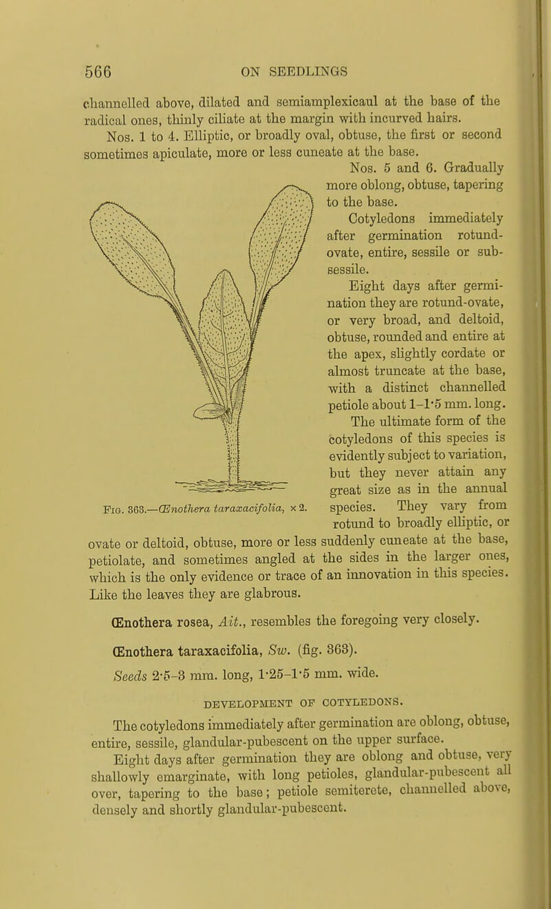 cliannelled above, dilated and semiamplexioaul at the base of the radical ones, thinly ciliate at the margin with incurved hairs. Nos. 1 to 4. EUiptic, or broadly oval, obtuse, the first or second sometimes apiculate, more or less cuneate at the base. Nos. 5 and 6. Gradually more oblong, obtuse, tapering to the base. Cotyledons immediately after germination rotund- ovate, entire, sessile or sub- sessile. Eight days after germi- nation they are rotund-ovate, or very broad, and deltoid, obtuse, rounded and entire at the apex, shghtly cordate or almost truncate at the base, with a distinct channelled petiole about 1-1*5 mm. long. The ultimate form of the cotyledons of this species is evidently subject to variation, but they never attain any great size as in the annual Fio.SQB.—(Enotherataraxacifolia, X 2. species. They vary from rotund to broadly eUiptic, or ovate or deltoid, obtuse, more or less suddenly cuneate at the base, petiolate, and sometimes angled at the sides in the larger ones, which is the only evidence or trace of an innovation in this species. Like the leaves they are glabrous. (Enothera rosea. Ait., resembles the foregouag very closely. (Enothera taraxacifolia, Sw. (fig. 363). Seeds 2-5-3 mm. long, l-25-l'5 mm. wide. DEVELOPMENT OF COTYLEDONS. The cotyledons immediately after germination are oblong, obtuse, entire, sessile, glandular-pubescent on the upper surface. Eight days after germination they are oblong and obtuse, very shallowly emarginate, with long petioles, glandular-pubescent aU over, tapering to the base; petiole semiterete, channelled above, densely and shortly glandular-pubescent.
