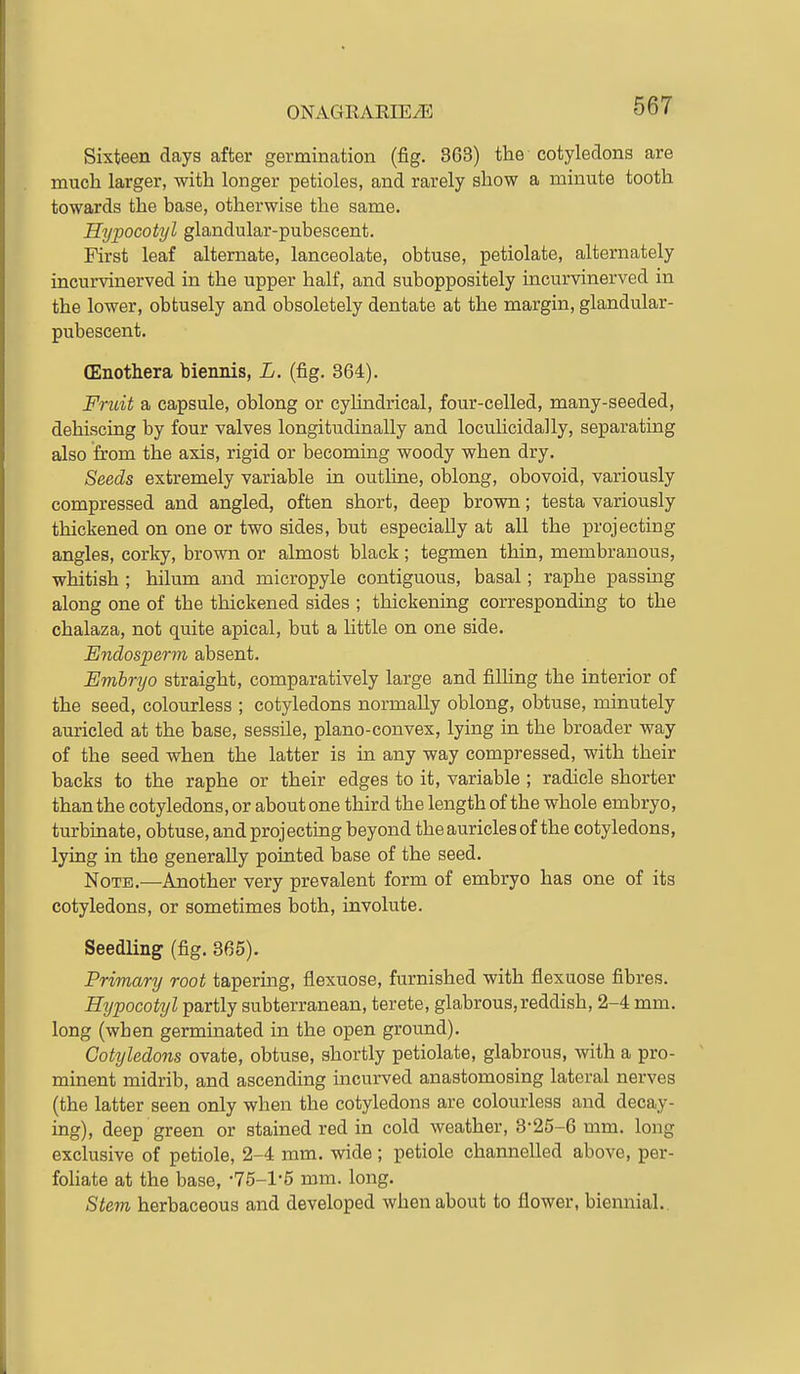 Sixteen days after germination (fig. 863) the ■ cotyledons are mucli larger, with longer petioles, and rarely show a minute tooth towards the base, otherwise the same. Hypocotyl glandular-pubescent. First leaf alternate, lanceolate, obtuse, petiolate, alternately incurvinerved in the upper half, and suboppositely incurvinerved in the lower, obtusely and obsoletely dentate at the margin, glandular- pubescent. (Enothera biennis, L. (fig. 364). Fniit a capsule, oblong or cyhndrical, four-celled, many-seeded, dehiscing by four valves longitudinally and locuhcidally, separating also from the axis, rigid or becoming woody when dry. Seeds extremely variable in outline, oblong, obovoid, variously compressed and angled, often short, deep brown; testa variously thickened on one or two sides, but especially at all the projecting angles, corky, brown or almost black ; tegmen thin, membranous, whitish ; hilum and micropyle contiguous, basal; raphe passing along one of the thickened sides ; thickening corresponding to the chalaza, not quite apical, but a little on one side. Endosperm absent. Embryo straight, comparatively large and filling the interior of the seed, colourless ; cotyledons normally oblong, obtuse, minutely am-icled at the base, sessile, plano-convex, lying in the broader way of the seed when the latter is in any way compressed, with their backs to the raphe or their edges to it, variable ; radicle shorter than the cotyledons, or about one third the length of the whole embryo, turbinate, obtuse, and projecting beyond the auricles of the cotyledons, lying in the generally pointed base of the seed. Note.—Another very prevalent form of embryo has one of its cotyledons, or sometimes both, involute. Seedling (fig. 365). Primary root tapering, flexuose, furnished with flexuose fibres. Hypocotyl partly subterranean, terete, glabrous,reddish, 2-4 mm. long (when germinated in the open ground). Cotyledons ovate, obtuse, shortly petiolate, glabrous, with a pro- minent midrib, and ascending mcurved anastomosing lateral nerves (the latter seen only when the cotyledons are colourless and decay- ing), deep green or stained red in cold weather, 3-25-6 mm. long exclusive of petiole, 2-4 mm. wide ; petiole channelled above, per- foHate at the base, •75-1-5 mm. long. Stem herbaceous and developed when about to flower, biennial..