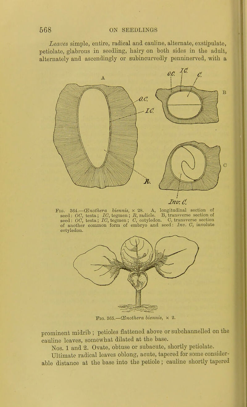 Leaves simple, entire, radical and cauline, alternate, exstijoulate, petiolate, glabrous in seedling, hairy on both sides in the adult, alternately and ascendingly or subincurvedly penninerved, with a r Fig. 364.—OEJnothera biennis, x 28. A, longitudiaal section of seed: 00, testa; 10, tegmen; B, radicle. B, transverse section of seed: 00, testa; 10, tegmen; C, cotyledon. C, transverse section of another common form of embryo and seed: Inv. O, involute cotyledon. Fig. 365.—CEnothera biennis, x 2. prominent midrib ; petioles flattened above or subchannelled on the cauline leaves, somewhat dilated at the base. Nos. 1 and 2. Ovate, obtuse or subacute, shortly petiolate. Ultimate radical leaves oblong, acute, tapered for some consider- able distance at the base into the petiole ; cauhue shortly tapered
