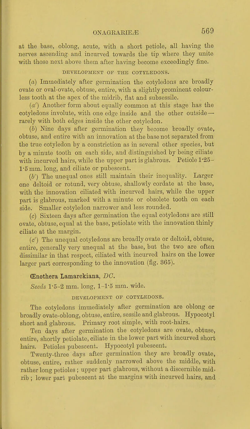 at the base, oblong, acute, with a short petiole, all having the nerves ascending and incurved towards the tip where they unite with those next above them after having become exceedingly fine. DEVELOPMENT OP THE COTYLEDONS. (a) Immediately after germination the cotyledons are broadly ovate or oval-ovate, obtuse, entire, with a slightly prominent colour- less tooth at the apex of the midrib, flat and subsessile. (a') Another form about equally common at this stage has the cotyledons involute, with one edge inside and the other outside — rarely with both edges inside the other cotyledon. {b) Nine days after germination they become broadly ovate, obtuse, and entire with an innovation at the base not separated from the true cotyledon by a constriction as in several other species, but by a minute tooth on each side, and distinguished by being ciliate with incurved hairs, while the upper part is glabrous. Petiole 125- 1-5 mm. long, and ciliate or pubescent. (6') The unequal ones still maintain their inequality. Larger one deltoid or rotund, very obtuse, shaUowly cordate at the base, with the innovation ciliated with incurved hairs, while the upper part is glabrous, marked with a minute or obsolete tooth on each side. Smaller cotyledon narrower and less rounded. (c) Sixteen days after germination the equal cotyledons are still ovate, obtuse, equal at the base, petiolate with the innovation thinly ciliate at the margin. (c') The unequal cotyledons are broadly ovate or deltoid, obtuse, entire, generally very unequal at the base, but the two are often dissimilar in that respect, cihated with incurved hairs on the lower larger part corresponding to the innovation (fig. 865). (Euothera Lamarckiana, DG. Seeds 1-5-2 mm. long, 1-1-5 mm. wide. DEVELOPMENT OP COTYLEDONS. The cotyledons immediately after germmation are oblong or broadly ovate-oblong, obtuse, entire, sessile and glabrous. Hypocotyl short and glabrous. Primary root simple, with root-hairs. Ten days after germination the cotyledons are ovate, obtuse, entire, shortly petiolate, ciliate in the lower part with mcurved short hairs. Petioles pubescent. Hypocotyl pubescent. Twenty-three days after germination they are broadly ovate, obtuse, entire, rather suddenly narrowed above the middle, with rather long petioles ; upper part glabrous, without a discernible mid- rib ; lower part pubescent at the margins with incurved hairs, and