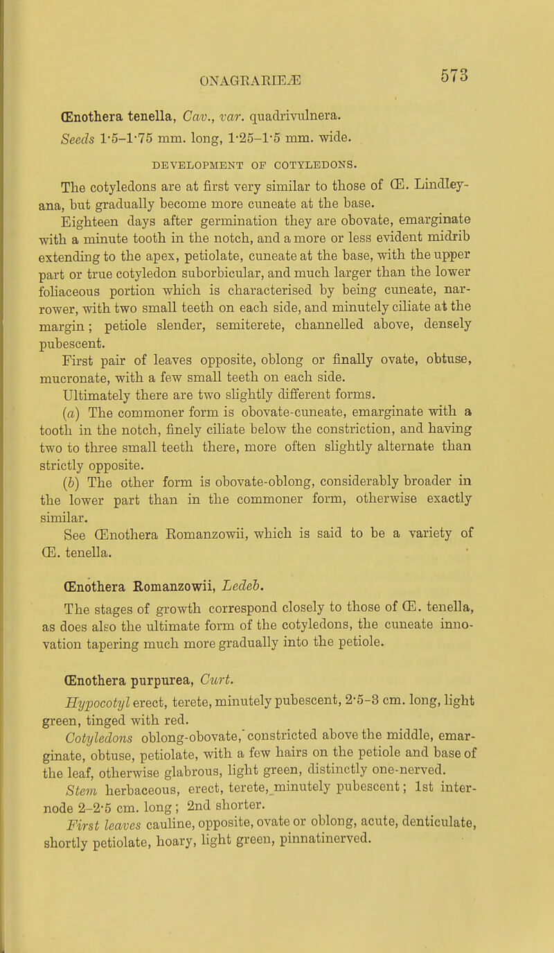 (Enothera tenella, Cav., var. quadrivulnera. Seeds 1-5-1-75 mm. long, 1-25-1-5 mm. wide. DEVELOPMENT OP COTYLEDONS. The cotyledons are at first very similar to those of CE. Lindley- ana, but gradually become more cuneate at the base. Eighteen days after germination they are obovate, emarginate with a minute tooth in the notch, and a more or less evident midrib extending to the apex, petiolate, cuneate at the base, with the upper part or true cotyledon suborbicular, and much larger than the lower foUaceous portion which is characterised by being cuneate, nar- rower, with two small teeth on each side, and minutely ciliate at the margin; petiole slender, semiterete, channelled above, densely pubescent. First pair of leaves opposite, oblong or finally ovate, obtuse, mucronate, with a few small teeth on each side. Ultimately there are two slightly different forms. (a) The commoner form is obovate-cuneate, emarginate with a tooth in the notch, finely ciliate below the constriction, and having two to three small teeth there, more often slightly alternate than strictly opposite. (b) The other form is obovate-oblong, considerably broader in the lower part than in the commoner form, otherwise exactly similar. See (Enothera Eomanzowii, which is said to be a variety of (E. tenella. (Enothera Eomanzowii, Ledeh. The stages of growth correspond closely to those of 03. tenella, as does also the ultimate form of the cotyledons, the cuneate inno- vation tapering much more gradually into the petiole. (Enothera purpurea, Curt. Hypocotyl erect, terete, minutely pubescent, 2-5-3 cm. long, hght green, tinged with red. Cotyledons oblong-obovate,' constricted above the middle, emar- ginate, obtuse, petiolate, with a few hairs on the petiole and base of the leaf, otherwise glabrous, light green, distinctly one-nerved. Stem herbaceous, erect, terete, minutely pubescent; 1st inter- node 2-2-5 cm. long ; 2nd shorter. First leaves cauline, opposite, ovate or oblong, acute, denticulate, shortly petiolate, hoary, hght green, pinnatinerved.