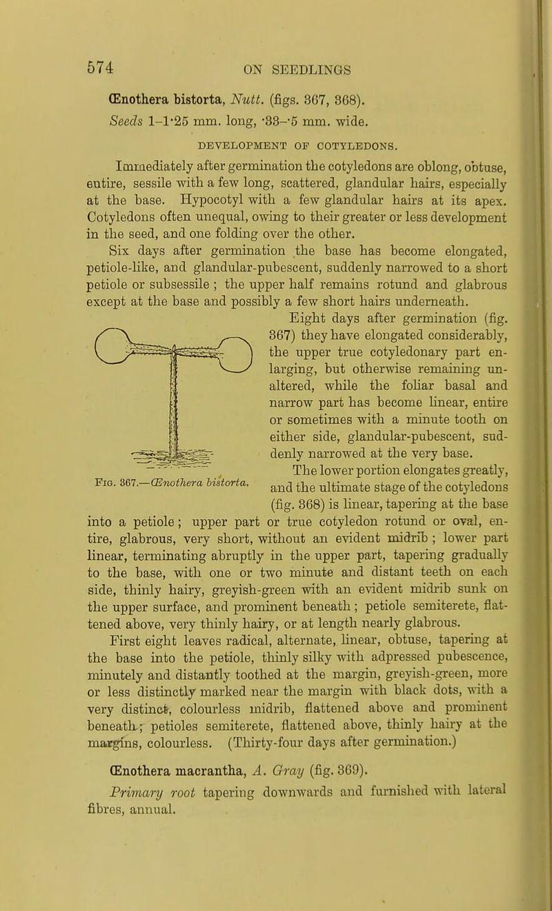 (Enothera bistorta, Nutt. (figs. 367, 368). Seeds 1-1-25 mm. long, •33-5 mm. wide. DEVELOPMENT OF COTYLEDONS. Immediately after germination the cotyledons are oblong, obtuse, entire, sessile with a few long, scattered, glandular hairs, especially at the base. Hypocotyl with a few glandular hairs at its apex. Cotyledons often unequal, owing to their greater or less development in the seed, and one folding over the other. Six days after germination the base has become elongated, petiole-like, and glandular-pubescent, suddenly narrowed to a short petiole or subsessile ; the upper half remains rotund and glabrous except at the base and possibly a few short hairs underneath. Eight days after germination (fig. 367) they have elongated considerably, the upper true cotyledonary part en- larging, but otherwise remaining im- altered, while the foHar basal and narrow part has become hnear, entire or sometimes with a minute tooth on either side, glandular-pubescent, sud- denly narrowed at the very base. The lower portion elongates greatly, and the ultimate stage of the cotyledons (fig. 368) is linear, tapering at the base into a petiole; upper part or true cotyledon rotund or oval, en- tire, glabrous, very short, without an evident midrib ; lower part linear, terminating abruptly in the upper part, tapering gradually to the base, with one or two minute and distant teeth on each side, thinly hairy, greyish-green with an evident midrib sunk on the upper surface, and prominent beneath ; petiole semiterete, flat- tened above, very thinly hairy, or at length nearly glabrous. First eight leaves radical, alternate, hnear, obtuse, tapering at the base into the petiole, thinly silky with adpressed pubescence, minutely and distantly toothed at the margin, greyish-green, more or less distinctly marked near the margin with black dots, with a very distinct, colourless midrib, flattened above and prominent beneath.; petioles semiterete, flattened above, thinly hairy at the margins, colourless. (Thirty-four days after germination.) (Enothera macrantha, A. Gray (fig. 369). Primary root tapering downwards and furnished with lateral fibres, annual. Fig. 367.—(Enothera bistorta.