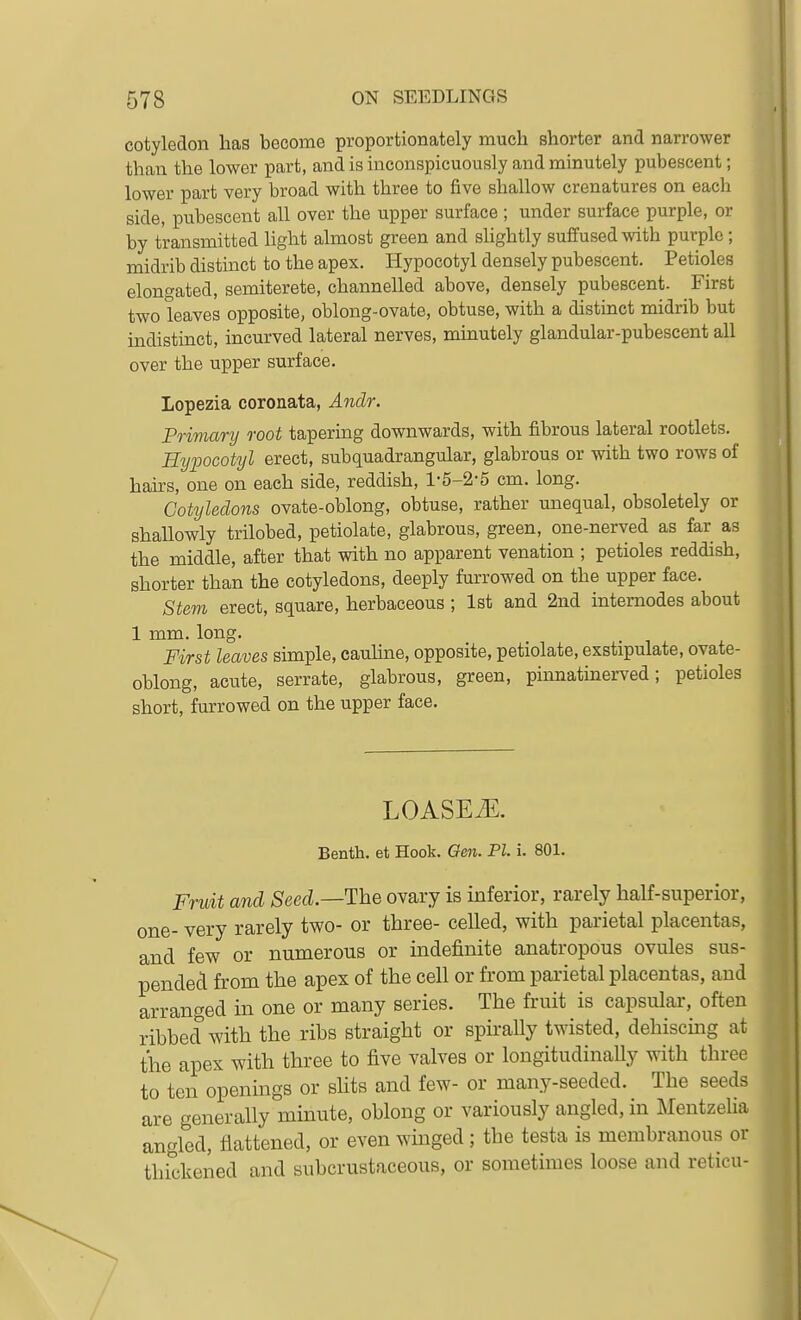 cotyledon lias become proportionately much shorter and narrower than the lower part, and is inconspicuously and minutely pubescent; lower part very broad with three to five shallow crenatures on each side, pubescent all over the upper surface ; under surface purple, or by transmitted hght almost green and slightly suffused with purple; midrib distinct to the apex. Hypocotyl densely pubescent. Petioles elongated, semiterete, channelled above, densely pubescent. First two leaves opposite, oblong-ovate, obtuse, with a distinct midrib but indistinct, incurved lateral nerves, minutely glandular-pubescent all over the upper surface. Lopezia coronata, Andr. Primary root tapering downwards, with fibrous lateral rootlets. Hypocotyl erect, sub quadrangular, glabrous or with two rows of hairs, one on each side, reddish, 1-5-2-5 cm. long. Cotyledons ovate-oblong, obtuse, rather unequal, obsoletely or shallowly trilobed, petiolafce, glabrous, green, one-nerved as far as the middle, after that with no apparent venation ; petioles reddish, shorter than the cotyledons, deeply furrowed on the upper face. Stem erect, square, herbaceous; 1st and 2nd internodes about 1 mm. long. First leaves simple, cauline, opposite, petiolate, exstipulate, ovate- oblong, acute, serrate, glabrous, green, pinnatinerved; petioles short, furrowed on the upper face. LOASEiE, Benth. et Hook. Qen. PI. i. 801. Fruit and Seed.—The ovary is inferior, rarely half-superior, one- very rarely two- or three- celled, with parietal placentas, and few or numerous or indefinite anatropous ovules sus- pended from the apex of the cell or from parietal placentas, and arranged in one or many series. The fruit is capsular, often ribbed with the ribs straight or spirally twisted, dehiscmg at the apex with three to five valves or longitudinaUy with three to ten openings or shts and few- or many-seeded. The seeds are generally minute, oblong or variously angled, in Mentzelia angled, flattened, or even winged; the testa is membranous or thickened and suhcrustaceous, or sometimes loose and reticu-