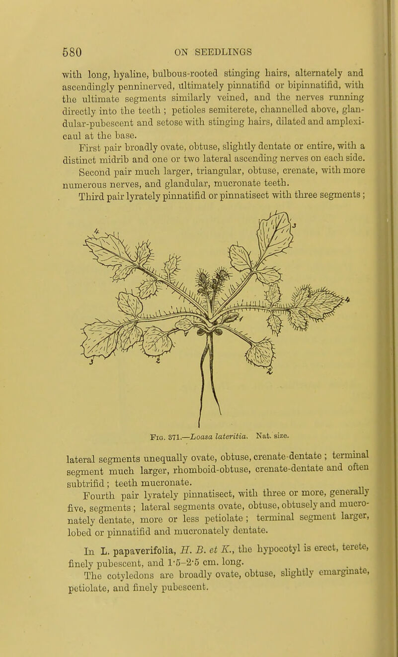 with long, hyaline, bulbous-rooted stinging hairs, alternately and ascendingly penninerved, ultimately pinnatifid or bipinnatifid, with the ultimate segments similarly veined, and the nerves ruiming directly into the teeth ; petioles semiterete, channelled above, glan- dular-pubescent and setose with stinging hairs, dilated and amplexi- caul at the base. First pair broadly ovate, obtuse, slightly dentate or entire, with a distinct midrib and one or two lateral ascending nerves on each side. Second pair much larger, triangular, obtuse, crenate, with more numerous nerves, and glandular, mucronate teeth. Third pair lyrately pinnatifid or pinnatisect with three segments; Pig. 371.—Loasa lateritia. Nat. size. lateral segments unequally ovate, obtuse, crenate-dentate ; termmal segment much larger, rhomboid-obtuse, crenate-dentate and often subtrifid; teeth mucronate. Fourth pair lyrately pinnatisect, with three or more, generally five, segments ; lateral segments ovate, obtuse, obtusely and mucro- nately dentate, more or less petiolate ; terminal segment larger, lobed or pinnatifid and mucronately dentate. In L. papaverifolia, H. B. et K., the hypocotyl is erect, terete, finely pubescent, and 1-5-2-5 cm. long. The cotyledons are broadly ovate, obtuse, shghtly emargmate, petiolate, and finely pubescent.