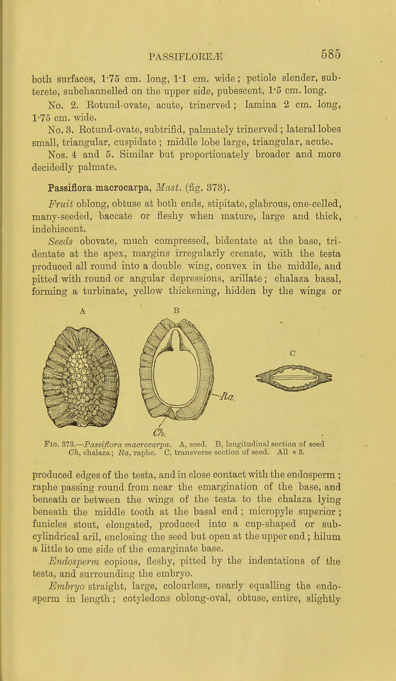 both surfaces, 1-75 cm. long, 1-1 cm. wide; petiole slender, sub- terete, subcbannelled on the upper side, pubescent, 1-5 cm. long. No. 2. Rotund-ovate, acute, trinerved; lamina 2 cm. long, 1*75 cm. wide. No. 3. Rotund-ovate, subtrifid, palmately trinerved; lateral lobes small, triangular, cuspidate ; middle lobe large, triangular, acute. Nos. 4 and 5. Similar but proportionately broader and more decidedly palmate. Passiflora macrocarpa. Mast. (fig. 373). Fruit oblong, obtuse at both ends, stipitate, glabrous, one-celled, many-seeded, baccate or fleshy when mature, large and thick, indehiscent. Seeds obovate, much compressed, bidentate at the base, tri- dentate at the apex, margins irregularly crenate, with the testa produced all round into a double wing, convex in the middle, and pitted with round or angular depressions, arillate ; chalaza basal, forming a turbinate, yellow thickening, hidden by the wings or Fig. 373.—Passiflora macrocarpa. A, seed. B, longitudinal section of seed Ch, chalaza; Ba, raphe. C, transverse section of seed. All x 3. produced edges of the testa, and in close contact with the endosperm ; raphe passing round from near the emargination of the base, and beneath or between the wings of the testa to the chalaza lying beneath the middle tooth at the basal end ; micropyle superior ; funicles stout, elongated, produced into a cup-shaped or sub- cylindrical aril, enclosing the seed but open at the upper end; hilum a little to one side of the emarginate base. Endosperm copious, fleshy, pitted by the indentations of the testa, and surrounding the embryo. Embryo straight, large, colourless, nearly equalhng the endo- sperm in length; cotyledons oblong-oval, obtuse, entire, slightly