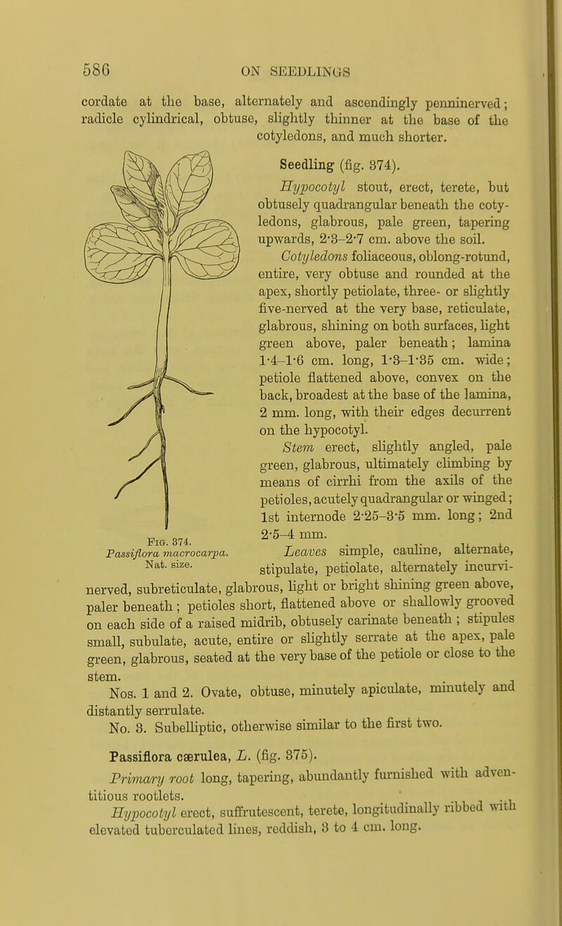 cordate at the base, alternately and ascendingly penninerved; radicle cylindrical, obtuse, slightly thinner at the base of the cotyledons, and much shorter. Seedling (fig. 374). Hypocotyl stout, erect, terete, but obtusely quadrangular beneath the coty- ledons, glabrous, pale green, tapering upwards, 2'3-2-7 cm. above the soil. Cotyledons foliaceous, oblong-rotund, entire, very obtuse and rounded at the apex, shortly petiolate, three- or sHghtly five-nerved at the very base, reticulate, glabrous, shining on both surfaces, hght green above, paler beneath; lamina 1-4-1-6 cm. long, 13-1'35 cm. wide; petiole flattened above, convex on the back, broadest at the base of the lamina, 2 mm. long, with their edges decmTent on the hypocotyl. Stem erect, slightly angled, pale green, glabrous, ultimately chmbing by means of cirrhi from the axils of the petioles, acutely quadrangular or winged; 1st internode 2-25-3-5 mm. long; 2nd 25-4 mm. Leaves simple, cauline, alternate, stipulate, petiolate, alternately incurvi- nerved, subreticulate, glabrous, light or bright shining green above, paler beneath ; petioles short, flattened above or shallowly grooved on each side of a raised midrib, obtusely carinate beneath ; stipules smaU, subulate, acute, entire or shghtly serrate at the apex, pale green, glabrous, seated at the very base of the petiole or close to the Nos. 1 and 2. Ovate, obtuse, minutely apiculate, minutely and distantly serrulate. No. 3. Subelliptic, otherwise similar to the first two. Passiflora cserulea, L. (fig. 875). Primary root long, tapering, abundantly furnished with adven- titious rootlets. J • 1 Hypocotyl erect, suffrutescent, terete, longitudinally ribbed with elevated tuberculated lines, reddish, 3 to 4 cm. long. Pig. 374. Passiflora macrocarpa. Nat. size.