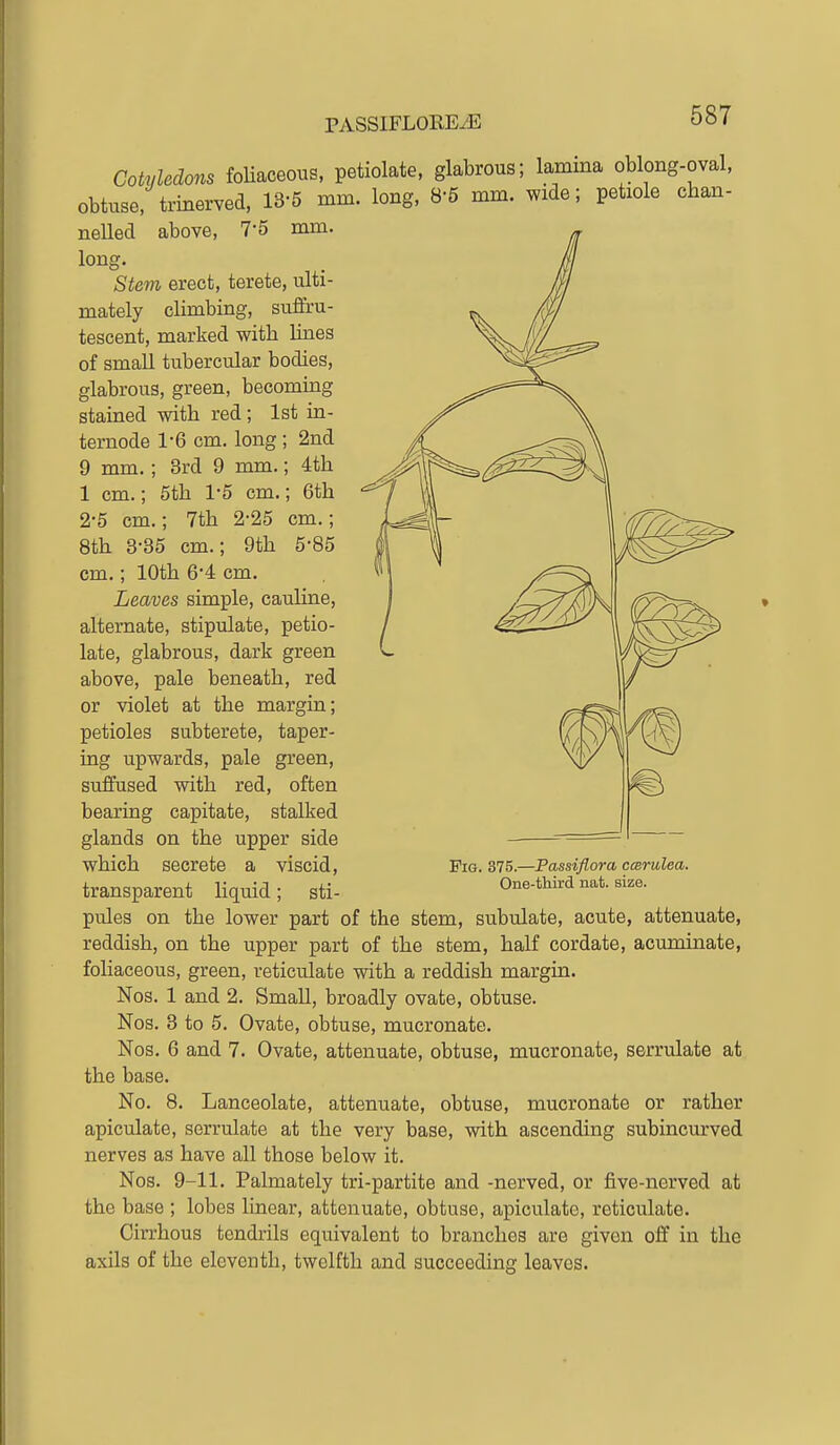 Cotvledons foUaceous, petiolate, glabrous; lamina oblong-oval, obtuse/trinerved, 13-5 mm. long, 8-5 mm. wide; petiole chan- neUed above, 7-5 mm. long. Stem erect, terete, ulti- mately climbing, suflru- tescent, marked with lines of small tubercular bodies, glabrous, green, becoming stained with red; 1st in- ternode 1-6 cm. long ; 2nd 9 mm.; 8rd 9 mm.; 4th 1 cm.; 5tb 1-5 cm.; 6th 2-5 cm.; 7th 2-25 cm.; 8th 3-35 cm.; 9th 5-85 cm.; 10th 6*4 cm. Leaves simple, cauline, alternate, stipulate, petio- late, glabrous, dark green above, pale beneath, red or violet at the margin; petioles subterete, taper- ing upwards, pale green, suffused with red, often bearing capitate, stalked glands on the upper side which secrete a viscid, transparent liquid; sti- pules on the lower part of the stem, subulate, acute, attenuate, reddish, on the upper part of the stem, half cordate, acuminate, foliaceous, green, reticulate with a reddish margin. Nos. 1 and 2. Small, broadly ovate, obtuse. Nos. 3 to 5. Ovate, obtuse, mucronate. Nos. 6 and 7. Ovate, attenuate, obtuse, mucronate, serrulate at the base. No. 8. Lanceolate, attenuate, obtuse, mucronate or rather apiculate, serrulate at the very base, with ascending subincurved nerves as have all those below it. Nos. 9-11. Palmately tri-partite and -nerved, or five-nerved at the base ; lobes linear, attenuate, obtuse, apiculate, reticulate. Cirrhous tendrils equivalent to branches are given off in the axils of the eleventh, twelfth and succeeding leaves. Pig. 375.—Passiflora cmrulea. One-third nat. size.