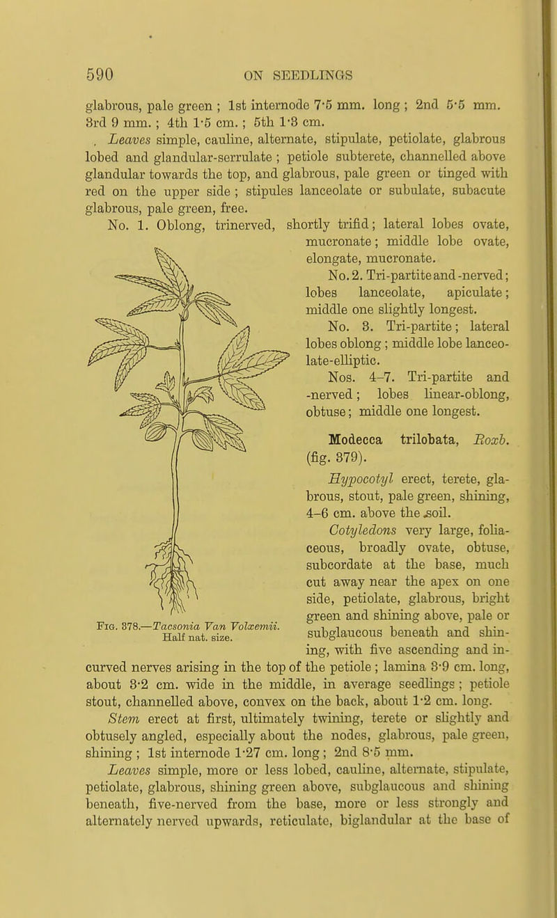 glabrous, pale green ; 1st intemode 7'5 mm. long ; 2nd 5*5 mm. 8rd 9 mm. ; 4tli 1-5 cm.; 5tli 1'8 cm. Leaves simple, cauline, alternate, stipulate, petiolate, glabrous lobed and glandular-serrulate ; petiole subterete, channelled above glandular towards the top, and glabrous, pale green or tinged with red on the upper side ; stipules lanceolate or subulate, subacute glabrous, pale green, free. No. 1. Oblong, trinerved, shortly trifid; lateral lobes ovate, mucronate; middle lobe ovate, elongate, mucronate. No. 2. Tri-partite and -nerved; lobes lanceolate, apiculate; middle one slightly longest. No. 3. Tri-partite; lateral lobes oblong; middle lobe lanceo- late-elliptic. Nos. 4-7. Tri-partite and -nerved; lobes linear-oblong, obtuse; middle one longest. Modecca trilobata, Boxb. (fig. 879). Hypocotyl erect, terete, gla- brous, stout, pale green, shining, 4-6 cm. above the ^oil. Cotyledons very large, foUa- ceous, broadly ovate, obtuse, subcordate at the base, much cut away near the apex on one side, petiolate, glabrous, bright green and shining above, pale or subglaucous beneath and shin- ing, with five ascending and in- curved nerves arising in the top of the petiole ; lamina 8*9 cm. long, about 8-2 cm. wide in the middle, in average seedlings ; petiole stout, channelled above, convex on the back, about 1'2 cm. long. Stem erect at first, ultimately twuiing, terete or shghtly and obtusely angled, especially about the nodes, glabrous, pale green, shining ; 1st internode 1*27 cm. long ; 2nd 8'6 mm. Leaves simple, more or less lobed, cauline, alternate, stijiulate, petiolate, glabrous, shining green above, subglaucous and shining beneath, five-nerved from the base, more or less strongly and alternately nerved upwards, reticulate, biglandular at the base of Fig. 378.- -Tacsonia Van Volxemii. Half nat. size.
