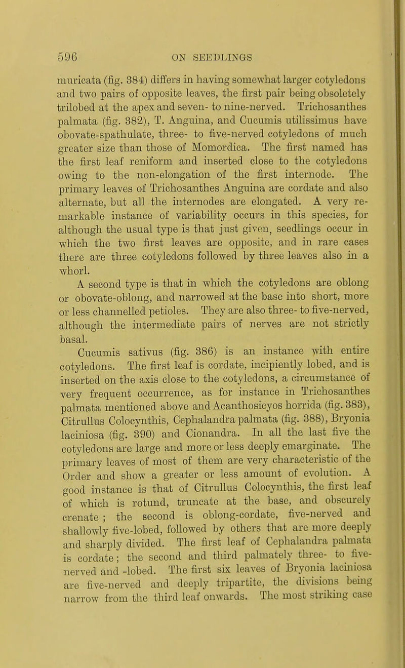 muricata (fig. 384) difiers in having somewhat larger cotyledons and two pairs of opposite leaves, the first pair being obsoletely trilobed at the apex and seven- to nine-nerved. Trichosanthes palmata (fig. 382), T. Angiiina, and Cucumis utilissimus have obovate-spathulate, three- to five-nerved cotyledons of much greater size than those of Momordica. The first named has the first leaf reniform and inserted close to the cotyledons owing to the non-elongation of the first internode. The primary leaves of Trichosanthes Anguina are cordate and also alternate, but all the internodes are elongated. A very re- markable instance of variability occurs in this species, for although the usual type is that just given, seedlings occur in which the two first leaves are opposite, and in rare cases there are three cotyledons followed by three leaves also in a whorl. A second type is that in which the cotyledons are oblong or obovate-oblong, and narrowed at the base into short, more or less channelled petioles. They are also three- to five-nerved, although the intermediate pairs of nerves are not strictly basal. Cucumis sativus (fig. 386) is an instance with entu-e cotyledons. The first leaf is cordate, incipiently lobed, and is inserted on the axis close to the cotyledons, a circumstance of very frequent occurrence, as for instance m Trichosanthes palmata mentioned above and Acanthosicyos horrida (fig. 383), CitruUus Colocynthis, Cephalandra palmata (fig. 388), Bryonia laciniosa (fig. 390) and Cionandra. In all the last five the cotyledons are large and more or less deeply emarginate. The primary leaves of most of them are very characteristic of the Order and show a greater or less amount of evolution. A good instance is that of Citrullus Colocynthis, the first leaf of which is rotund, truncate at the base, and obscm-ely crenate ; the second is oblong-cordate, five-nerved and shallowly five-lobed, followed by others that are more deeply and sharply divided. The first leaf of Cephalandra palmata is cordate; the second and third palmately three- to five- nerved and -lobed. The first six leaves of Bryonia laciniosa are five-nerved and deeply tripartite, the divisions being narrow from the third leaf onwards. The most striking case