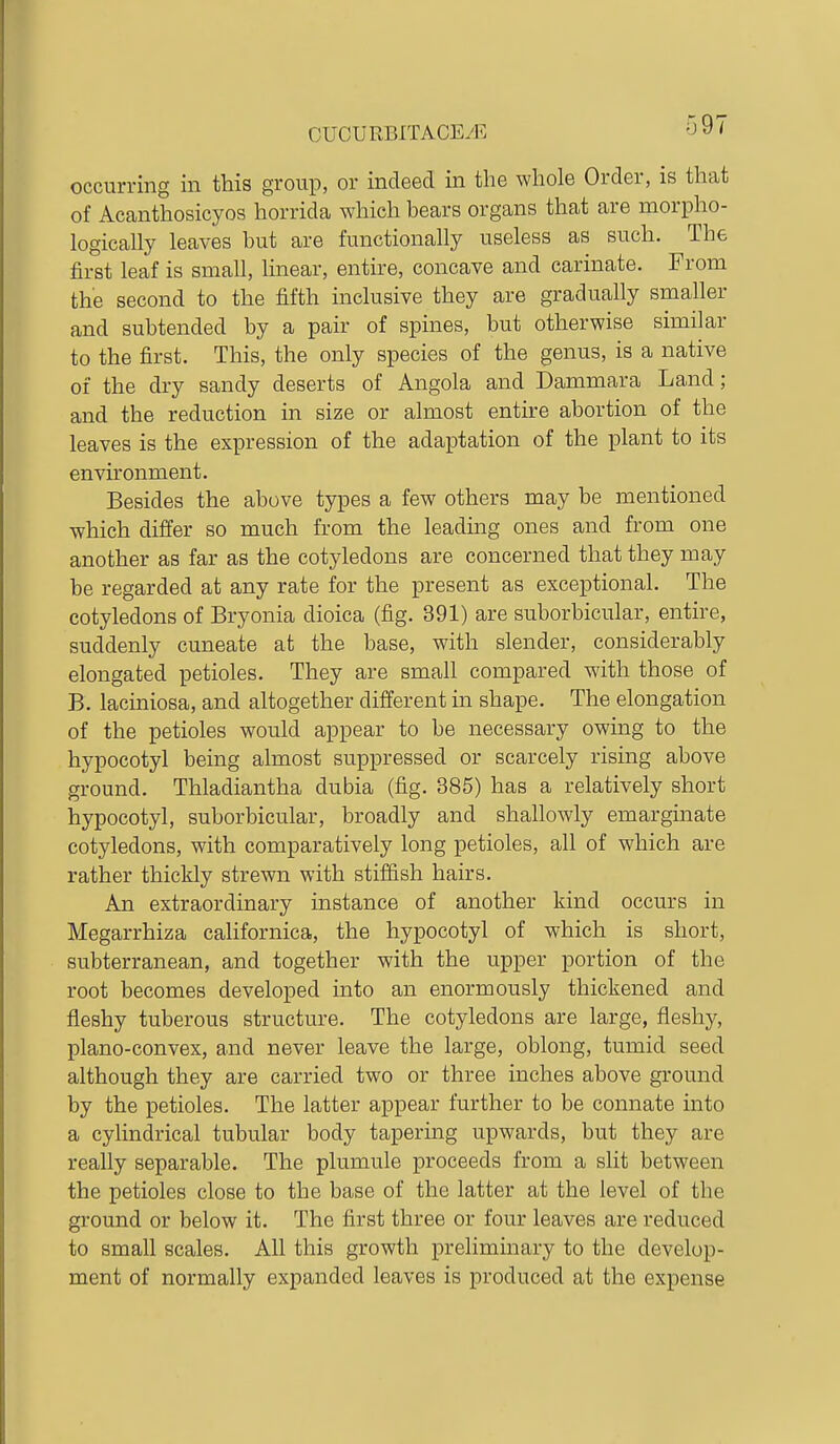 occurring in this group, or indeed in the whole Order, is that of Acanthosicyos horrida which bears organs that are morpho- logically leaves but are functionally useless as such. The first leaf is small, linear, entire, concave and carinate. From the second to the fifth inclusive they are gradually smaller and subtended by a pair of spines, but otherwise similar to the first. This, the only species of the genus, is a native of the dry sandy deserts of Angola and Dammara Land; and the reduction in size or almost entire abortion of the leaves is the expression of the adaptation of the plant to its environment. Besides the above types a few others may be mentioned which differ so much from the leadmg ones and from one another as far as the cotyledons are concerned that they may be regarded at any rate for the present as exceptional. The cotyledons of Bryonia dioica (fig. 391) are suborbicular, entire, suddenly cuneate at the base, with slender, considerably elongated petioles. They are small compared with those of B. laciniosa, and altogether different in shape. The elongation of the petioles would appear to be necessary owing to the hypocotyl being almost suppressed or scarcely rising above ground. Thladiantha dubia (fig. 385) has a relatively short hypocotyl, suborbicular, broadly and shallowly emarginate cotyledons, with comparatively long petioles, all of which are rather thickly strewn with stif&sh hairs. An extraordinary instance of another kind occurs in Megarrhiza californica, the hypocotyl of which is short, subterranean, and together with the upper portion of the root becomes developed mto an enormously thickened and fleshy tuberous structure. The cotyledons are large, fleshy, plano-convex, and never leave the large, oblong, tumid seed although they are carried two or three inches above ground by the petioles. The latter appear further to be connate into a cylindrical tubular body tapering upwards, but they are really separable. The plumule proceeds from a slit between the petioles close to the base of the latter at the level of the ground or below it. The first three or four leaves are reduced to small scales. All this growth prelimmary to the develop- ment of normally expanded leaves is produced at the expense