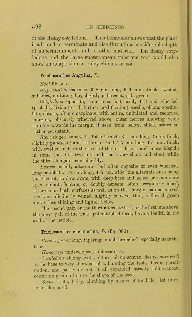 of the fleshy cotyledons. This behaviour shows that the plant is adapted to germinate and rise through a considerable depth of superincumbent sand, or other material. The fleshy coty- ledons and the large subterranean tuberous root would also show an adaptation to a dry climate or soil. Trichosanthes Anguina, L. Boot fibrous. ifT/pocoi^/Z herbaceous, 5-8 cm. long, 3-4 mm. thick, twisted, subereot, multiangular, slightly pubescent, pale green. Cotyledons opposite, sometimes but rarely 1-3 and whorled (probably Mable to still further modification), sessile, oblong-spathu- late, obtuse, often emarginate, with entire, undulated and recurved margins, obscurely trinerved above, outer nerves showing veins running towards the margin if seen from below, thick, scabrous, rather persistent. Stem ridged, suberect; 1st internode 3-4 cm. long, 2 mm. thick, sUghtly pubescent and scabrous ; 2nd 5-7 cm. long, 1*5 mm. thick, with swollen buds in the axils of the first leaves and more hispid ; in some the first two internodes are very short and stout, wiule the third elongates considerably. Leaves usually alternate, but often opposite or even whorled, long-petioled, 7-12 cm. long, 4-7 cm. wide (the alternate ones being the largest, cordate-ovate, with deep base and acute or acuminate apex, sinuate-dentate, or doubly dentate, often irregularly lobed, scabrous on both surfaces as well as on the margin, palmatinerved and very distinctly veined, shghtly convex, thin, yellowish-green above, less shining and lighter below. The second pair, or the third alternate leaf, or the first one above the lower pair of the usual palmatilobed form, have a tendril in the axil of the petiole. Trichosanthes cucumerina, L. (fig. 381). Primanj root long, tapering, much branched especially near the base. Hypocotyl undeveloped, subterranean. Cotyledons oblong-ovate, obtuse, plano-convex, fleshy, narrowed at the base to very short petioles, bursting the testa during germi- nation, and partly or not at all expanded, strictly subteiTaneau, conforming in outline to the shape of the seed. Stem terete, liairy, climbing by means of tendrils; 1st mter- nodc elongated.
