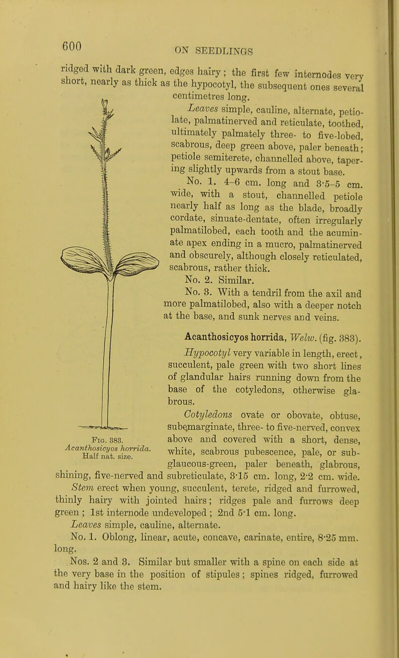 ON SEEDLINGS ridged with dark green, edges hairy; the first few internodes very short, nearly as thick as the hypocotyl, the subsequent ones several centimetres long. Leaves simple, cauline, alternate, petio- late, palmatinerved and reticulate, toothed, ultimately palmately three- to five-lobed,' scabrous, deep green above, paler beneath; petiole semiterete, channelled above, taper- ing shghtly upwards from a stout base. No. 1. 4-6 cm. long and 3-5-5 cm. wide, with a stout, channelled petiole nearly half as long as the blade, broadly cordate, smuate-dentate, often irregularly palmatilobed, each tooth and the acumm- ate apex ending in a mucro, palmatinerved and obscurely, although closely reticulated, scabrous, rather thick. No. 2. Similar. No. 8. With a tendril from the axil and more palmatilobed, also with a deeper notch at the base, and sunk nerves and veins. Acanthosi.cyos horrida, Welw. (fig. 383). Hypocotyl very variable in length, erect, succulent, pale green with two short lines of glandular hairs running down from the base of the cotyledons, otherwise gla- brous. Cotyledons ovate or obovate, obtuse, subQmarginate, three- to five-nerved, convex above and covered with a short, dense, white, scabrous pubescence, pale, or sub- glaucous-green, paler beneath, glabrous, shining, five-nerved and subreticulate, 3-15 cm. long, 2-2 cm. wide. Stem erect when young, succulent, terete, ridged and furrowed, thinly hairy with jointed hairs; ridges pale and furrows deep green ; 1st internode undeveloped ; 2nd 5'1 cm. long. Leaves simple, cauhne, alternate. No. 1. Oblong, linear, acute, concave, carinate, entire, 8'25 mm. long. Nos. 2 and 3. Similar but smaller with a spine on each side at the very base in the position of stipules; spines ridged, fuiTowed and hairy like the stem. Pig. 883. Acanihosicyos horrida. Half nat. size.