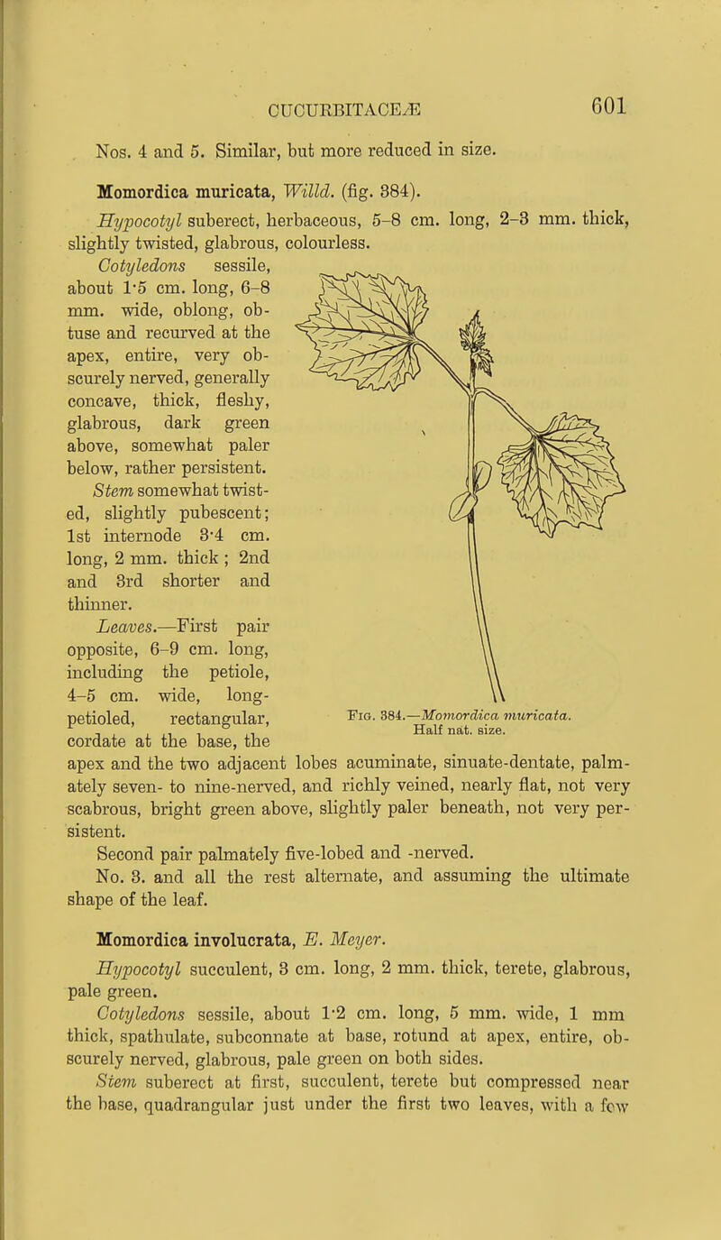 Nos. 4 and 5. Similar, but more reduced in size. Momordica muricata, Willd. (fig. 384). Hypocotyl suberect, herbaceous, 5-8 cm. long, 2-3 mm. thick, slightly twisted, glabrous, colourless. Cotyledons sessile, about 1*5 cm. long, 6-8 mm. wide, oblong, ob- tuse and recurved at the apex, entire, very ob- scurely nerved, generally concave, thick, fleshy, glabrous, dark green above, somewhat paler below, rather persistent. Stem somewhat twist- ed, slightly pubescent; 1st internode 3-4 cm. long, 2 mm. thick ; 2nd and 3rd shorter and thinner. Leaves.—First pair opposite, 6-9 cm. long, including the petiole, 4-5 cm. wide, long- petioled, rectangular, cordate at the base, the apex and the two adjacent lobes acuminate, sinuate-dentate, palm- ately seven- to nine-nerved, and richly veined, nearly flat, not very scabrous, bright green above, slightly paler beneath, not very per- sistent. Second pair palmately five-lobed and -nerved. No. 3. and all the rest alternate, and assuming the ultimate shape of the leaf. Momordica involucrata, E. Meyer. Hypocotyl succulent, 3 cm. long, 2 mm. thick, terete, glabrous, pale green. Cotyledons sessile, about 12 cm. long, 5 mm. wide, 1 mm thick, spathulate, subconnate at base, rotund at apex, entire, ob- scurely nerved, glabrous, pale green on both sides. Stem suberect at first, succulent, terete but compressed near the base, quadrangular just under the first two leaves, with a few Fig. 384.—Momordica muricata. Half nat. size.