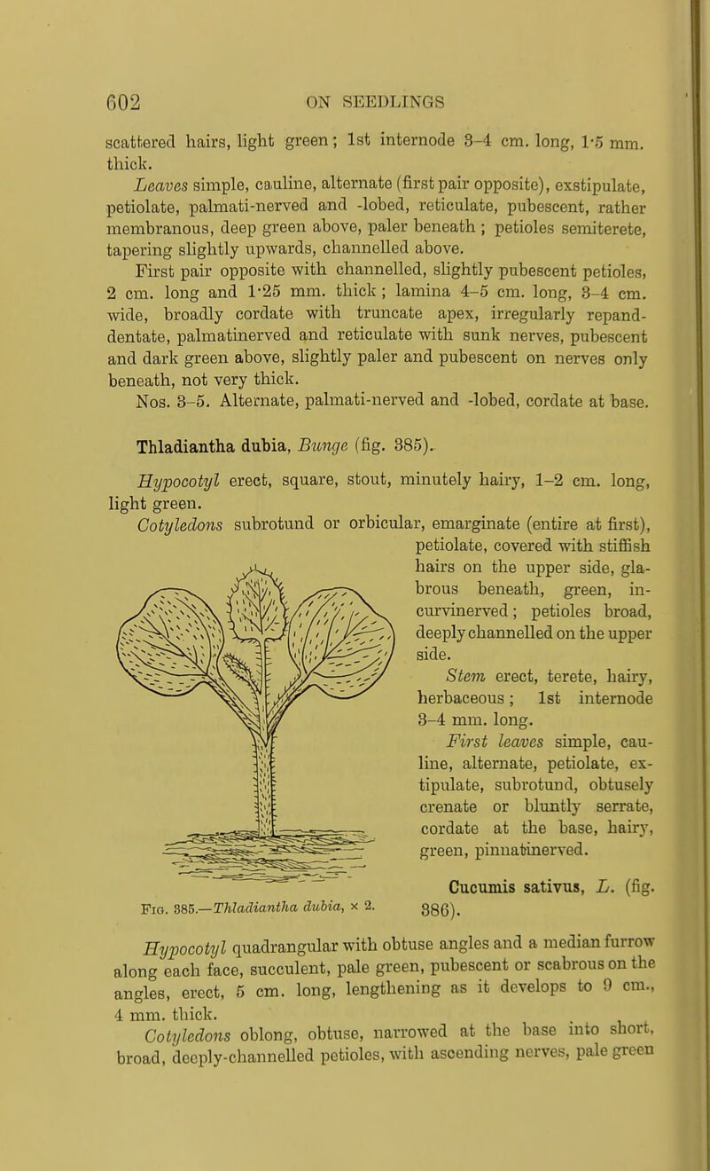 scattered hairs, hght green; 1st internode 3-4 cm, long, 1-5 mm. thick. Leaves simple, cauline, alternate (first pair opposite), exstipulate, petiolate, palmati-nerved and -lobed, reticulate, pubescent, rather membranous, deep green above, paler beneath ; petioles semiterete, tapering slightly upwards, channelled above. First pair opposite with channelled, shghtly pubescent petioles, 2 cm. long and 1-25 mm. thick; lamina 4-5 cm. long, 3-4 cm. wide, broadly cordate with truncate apex, irregularly repand- dentate, palmatinerved and reticulate with sunk nerves, pubescent and dark green above, slightly paler and pubescent on nerves only beneath, not very thick. Nos. 3-5. Alternate, palmati-nerved and -lobed, cordate at base. Thladiantha dubia, Bionge (fig. 385), Hypocotyl erect, square, stout, minutely hairy, 1-2 cm. long, light green. Cotyledons subrotund or orbicular, emarginate (entire at first), petiolate, covered with stifiish hairs on the upper side, gla- brous beneath, green, in- curvinerved; petioles broad, deeply channelled on the upper side. Stem erect, terete, hairy, herbaceous; 1st internode 3-4 mm. long. First leaves simple, cau- line, alternate, petiolate, ex- tipulate, subrotund, obtusely crenate or bluntly serrate, cordate at the base, hairy, green, pinuatinerved. Cucumis sativus, L. (fig. 886). Hypocotyl quadrangular with obtuse angles and a median furrow along each face, succulent, pale green, pubescent or scabrous on the angles, erect, 5 cm. long, lengthening as it develops to 9 cm., 4 mm. thick. Cotyledons oblong, obtuse, narrowed at the base mto short, broad, deeply-channelled petioles, with ascending nerves, pale green Pig. dS5.—Thladiantha dubia, x 2.
