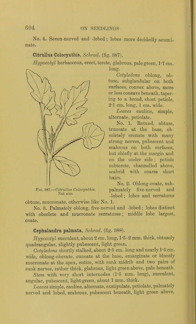 No. 4, Seven-nerved and -lobed; lobes more decidedly acumi- nate. Citrullus Colocynthis, Schrad. {fig. 387). Hypocotyl herbaceous, erect, terete, glabrous, pale green, 1*7 cm. long. Cotyledons oblong, ob- tuse, subglandular on both surfaces, convex above, more or less concave beneath, taper- ing to a broad, short petiole, 2-1 cm. long, 1 cm. wide. Leaves cauline, simple, alternate, petiolate. No. 1. Eotund, obtuse, truncate at the base, ob- soletely crenate with many strong nerves, pubescent and scabrous on both surfaces, but chiefly at the margin and on the under side; petiole subterete, channelled above, scabrid with coarse short hairs. No. 2. Oblong-ovate, sub- FiG. 387.—Citrullus Colocynthis. palmately five-nerved and -lobed ; lobes and serratures obtuse, mucronate, otherwise like No. 1. No. 3. Palmately oblong, five-nerved and -lobed; lobes distinct with obsolete and mucronate serratures; middle lobe largest, ovate. Cephalandra palmata, Schrad. (fig. 388). Hypocotyl succulent, about 2 cm. long, 1*5-2 mm. thick, obtusely quadrangular, shghtly pubescent, light green. Cotyledons shortly stalked, about 2-5 cm. long and nearly 1-5 cm. wide, oblong-obovate, cuneate at the base, emarginate or bluntly mucronate at the apex, entire, with smik midrib and two pairs of sunk nerves, rather thick, glabrous, hght green above, pale beneath. Stem with very short internodes (1-5 mm. long), succulent, angular, pubescent, light green, about 1 mm. thick. Leaves simple, cauline, alternate, exstipulate, petiolate, palmately nerved and lobed, scabrous, pubescent beneath, light green above,