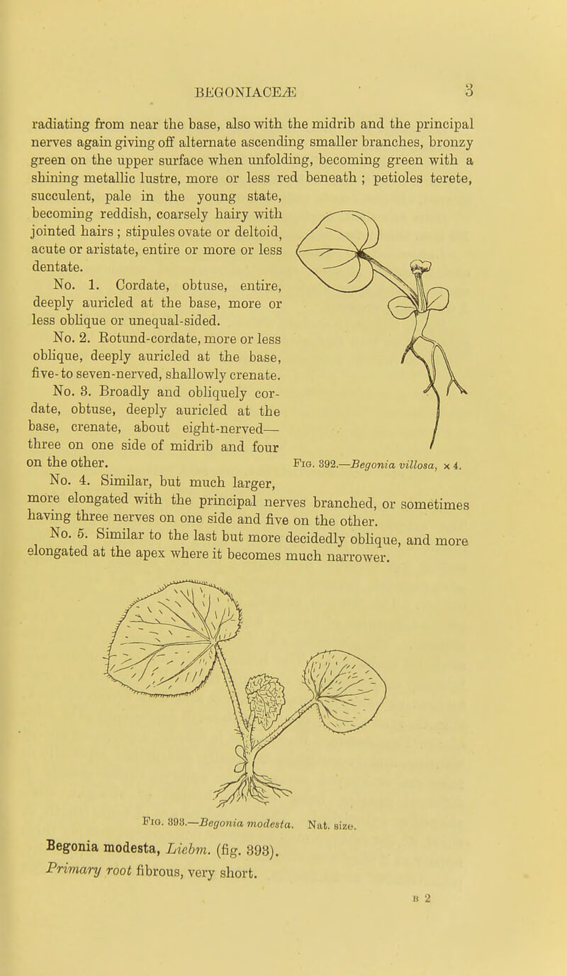 radiating from near the base, also with the midrib and the principal nerves again giving off alternate ascending smaller branches, bronzy green on the upper surface when unfolding, becoming green with a shining metallic lustre, more or less red beneath ; petioles terete, succulent, pale in the young state, becoming reddish, coarsely hairy with jointed hairs ; stipules ovate or deltoid^ acute or aristate, entire or more or less dentate. No. 1. Cordate, obtuse, entire, deeply auricled at the base, more or less obhque or unequal-sided. No. 2. Rotund-cordate, more or less obhque, deeply auricled at the base, five-to seven-nerved, shallowly crenate. No. 3. Broadly and obliquely cor- date, obtuse, deeply auricled at the base, crenate, about eight-nerved— three on one side of midrib and four on the other. No. 4. Similar, but much larger, more elongated with the prmcipal nerves branched, or sometimes havmg three nerves on one side and five on the other. No. 5. Similar to the last but more decidedly obhque, and more elongated at the apex where it becomes much narrower. Fig. 392.—Begonia villosa, x 4. Fig. m6.—Begonia modesta. Nat. size. Begonia modesta, Liebm. (fig. 398). Primary root fibrous, very short. B 2