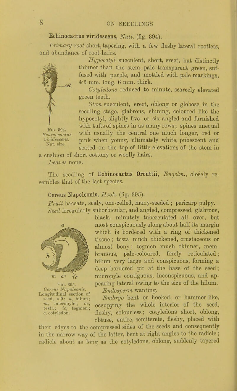 —col. Fig. 394. Ecliinocactus viridescens. Nat. size. Echinocactus viridescens, Nutt. (fig. 394). Primary root short, tapering, with a few fleshy lateral rootlets, and abundance of root-hairs. Hyjjocotyl succulent, short, erect, but distinctly thinner than the stem, pale transparent green, suf- fused with purple, and mottled with pale markings, 4-5 mm. long, 6 mm. thick. Cotyledons reduced to minute, scarcely elevated green teeth. Stem succulent, erect, oblong or globose in the seedling stage, glabrous, shining, coloured hke the hypocotyl, slightly five- ur six-angled and furnished Avith tufts of spines in as many rows; spines unequal with usually the central one much longer, red or pink when young, ultimately white, pubescent and seated on the top of little elevations of the stem in a cushion of short cottony or woolly hairs. Leaves none. The seedhng of Echinocactus Orcuttii, Engelm., closely re- senables that of the last species. Cereus Napoleonis, Hook. (fig. 395). Fruit baccate, scaly, one-celled, many-seeded ; pericarp pulpy. Seed irregularly suborbicular, and angled, compressed, glabrous, black, minutely tuberculated all over, but most conspicuously along about half its margin which is bordered with a ring of thickened tissue ; testa much thickened, crustaceous or almost bony; tegmen much thinner, mem- branous, pale-coloured, finely reticulated; hilum very large and conspicuous, forming a deep bordered pit at the base of the seed; micropyle contiguous, inconspicuous, and ap- pearing lateral owing to the size of the hilum. Endosperm wanting. Embryo bent or hooked, or liammer-Uke, occupying the whole interior of the seed, fleshy, colom-less; cotyledons short, oblong, obtuse, entire, semiterete, fleshy, placed with their edges to the compressed sides of the seeds and consequently in the narrow way of the latter, bent at right angles to the radicle; radicle about as long as the cotyledons, oblong, suddenly tapered xc Fig. 395. Cerp.us Napoleonis. Longitudinal section of seed, X 9 : h, hilum; in, micropyle; oc, testa; ic, tegmen ; c, cotyledon.