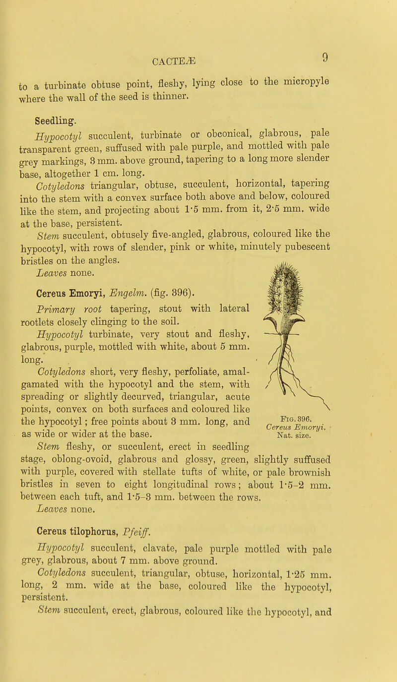 to a turbinate obtuse point, fleshy, lying close to the micropyle where the wall of the seed is thinner. Seedling. Hypocotyl succulent, turbinate or obconical, glabrous, pale transparent green, suffused with pale purple, and mottled with pale grey markhigs, 3 mm. above gromid, tapering to a long more slender base, altogether 1 cm. long. Cotyledons triangular, obtuse, succulent, horizontal, tapering into the stem with a convex surface both above and below, coloured like the stem, and projectmg about 1-5 mm. from it, 2-5 mm. wide at the base, persistent. Stem succulent, obtusely five-angled, glabrous, coloured like the hypocotyl, with rows of slender, pink or white, minutely pubescent bristles on the angles. Leaves none. Cereus Emoryi, Engelm. (fig. 396). Primary root tapering, stout with lateral rootlets closely chnging fco the soil. Hypocotyl turbinate, very stout and fleshy, glabrous, purple, mottled with white, about 5 mm. long. Cotyledons short, very fleshy, perfoliate, amal- gamated with the hypocotyl and the stem, with spreading or shghtly decurved, triangular, acute points, convex on both surfaces and coloured like the hypocotyl; free points about 3 mm. long, and as wide or wider at the base. Stem fleshy, or succulent, erect in seedling stage, oblong-ovoid, glabrous and glossy, green, slightly suffused with purple, covered with stellate tufts of white, or pale brownish bristles in seven to eight longitudinal rows; about l5-2 mm. between each tuft, and l'5-3 mm. between the rows. Leaves none. Cereus tilophorus, Pfeiff. Hypocotyl succulent, clavate, pale purple mottled with pale grey, glabrous, about 7 mm. above ground. Cotyledons succulent, triangular, obtuse, horizontal, 1-25 mm. long, 2 mm. wide at the base, coloured like the hypocotyl, persistent. Stem succulent, erect, glabrous, coloured like the hypocotyl, and Fig. 396. Cereus Emoryi. Nat. size.