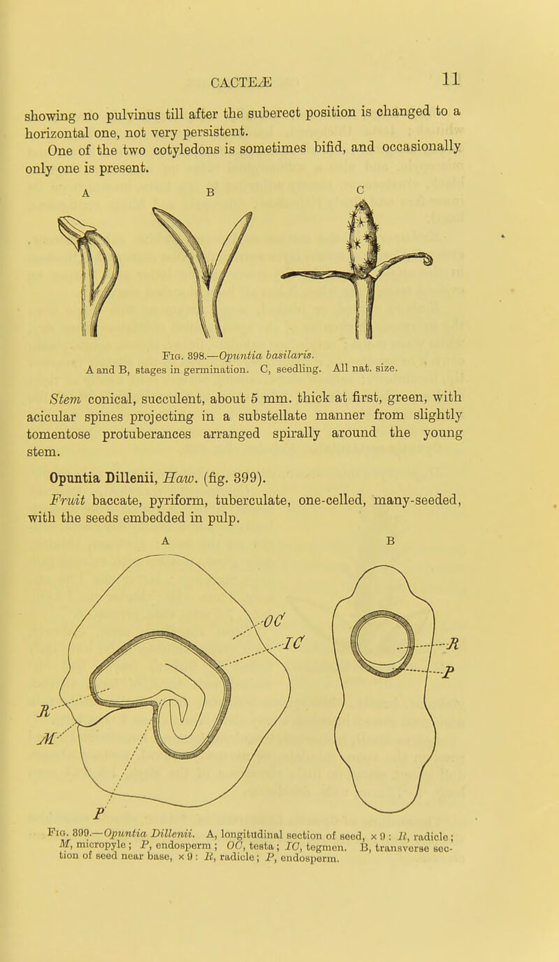 showing no pulvinus till after the suberect position is changed to a horizontal one, not very persistent. One of the two cotyledons is sometimes bifid, and occasionally only one is present. A B C Pig. 398.—Opuntia basilaris. A and B, stages in germination. C, seedling. All nat. size. Stem conical, succulent, about 5 mm. thick at first, green, with acicular spines projectuig in a substellate manner from slightly tomentose protuberances arranged spirally around the young stem. Opuntia Dillerdi, Haw. (fig. 399). Fruit baccate, pyriform, tuberculate, one-celled, many-seeded, with the seeds embedded in pulp. A B Fio. 899.—Opwwiia Dillenii. A, longitudinal section of seed, x 9 : li, radicle; Af, micropyle ; P, endosperm ; OC, testa; IC, tegmen. B, transverse sec- tion of seed near base, x 9 : li, radicle; P, endosperm.