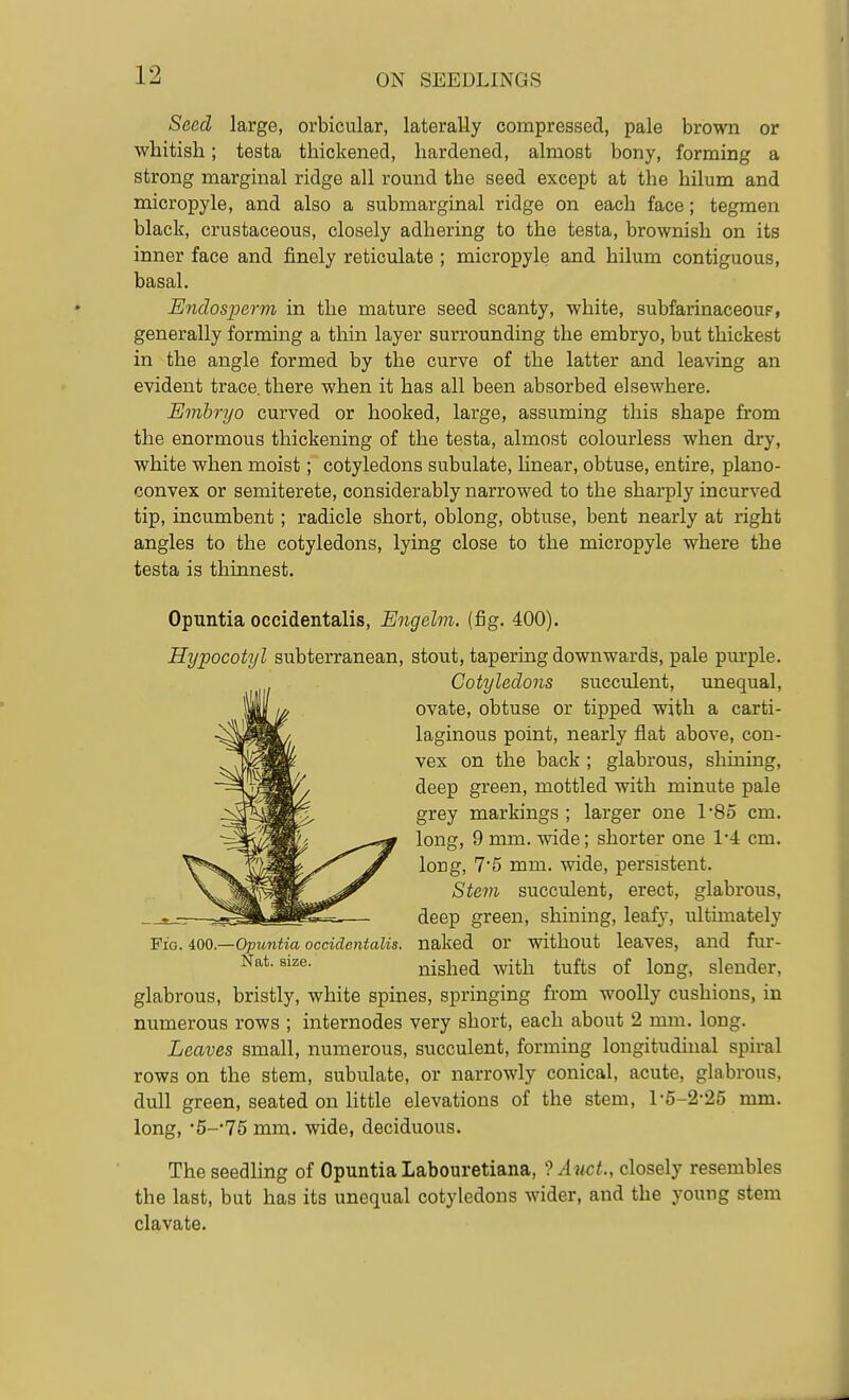 Seed large, orbicular, laterally compressed, pale brown or whitish; testa thickened, hardened, almost bony, forming a strong marginal ridge all round the seed except at the hilum and micropyle, and also a submarginal ridge on each face; tegmen black, crustaceous, closely adhering to the testa, brownish on its inner face and finely reticulate ; micropyle and hilum contiguous, basal. Endosperm in the mature seed scanty, white, subfarinaceouF, generally forming a thin layer surrounding the embryo, but thickest in the angle formed by the curve of the latter and leaving an evident trace, there when it has all been absorbed elsewhere. Embryo curved or hooked, large, assuming this shape from the enormous thickening of the testa, almost colourless when dry, white when moist; cotyledons subulate, hnear, obtuse, entire, plano- convex or semiterete, considerably narrowed to the sharply incurved tip, incumbent; radicle short, oblong, obtuse, bent nearly at right angles to the cotyledons, lying close to the micropyle where the testa is thinnest. Opuntia occidentalis, Engelm. (fig. 400). Hypocotyl subterranean, stout, tapermg downwards, pale purple. Cotyledons succulent, unequal, ovate, obtuse or tipped with a carti- laginous point, nearly fiat above, con- vex on the back ; glabrous, shining, deep green, mottled with minute pale grey markings ; larger one l*8o cm. long, 9 mm. wide; shorter one 1-4 cm. long, 75 mm. wide, persistent. Stem succulent, erect, glabrous, deep green, shining, leafy, ultimately Fig. iQQ—Opuntia occidentalis. naked or without leaves, and fur- nished with tufts of long, slender, glabrous, bristly, white spines, springing from woolly cushions, in numerous rows ; internodes very short, each about 2 mm. long. Leaves small, numerous, succulent, forming longitudinal spiral rows on the stem, subulate, or narrowly conical, acute, glabrous, dull green, seated on little elevations of the stem, 1 •5-2-25 mm. long, •5--75 mm. wide, deciduous. The seedling of Opuntia Labouretiana, '? Anct., closely resembles the last, but has its unequal cotyledons wider, and the young stem clavate.