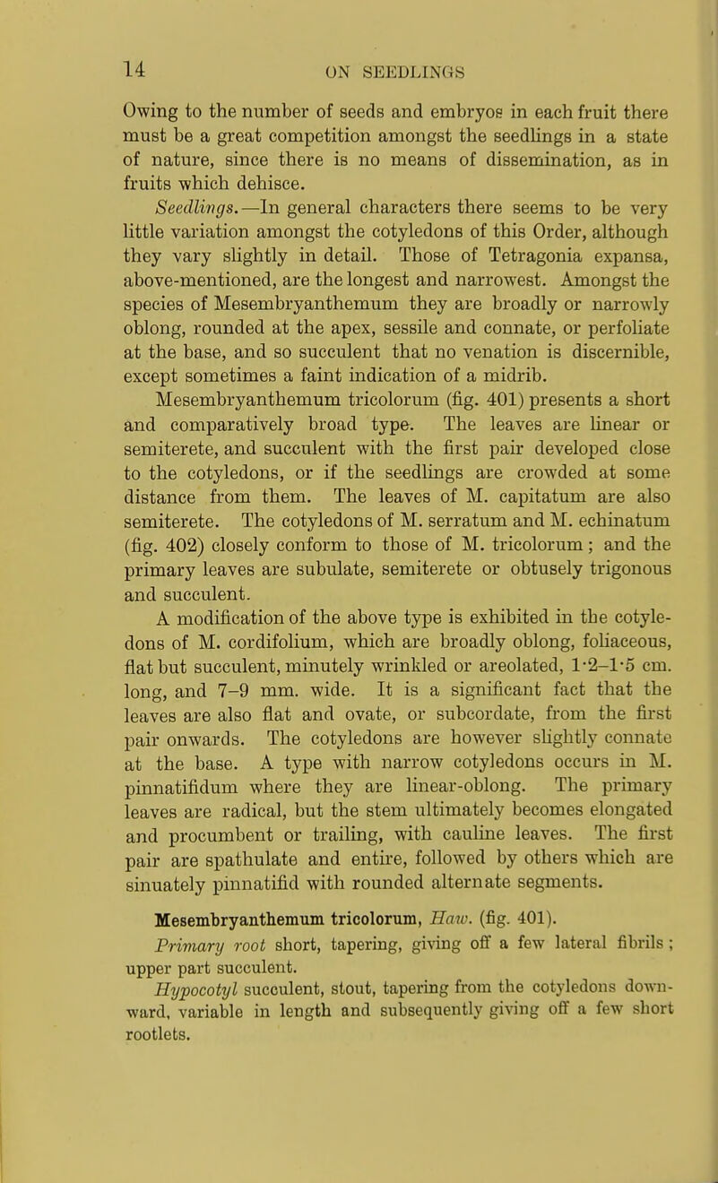 Owing to the number of seeds and embryos in each fruit there must be a great competition amongst the seedlings in a state of nature, since there is no means of dissemination, as in fruits which dehisce. Seedlings.—In general characters there seems to be very- little variation amongst the cotyledons of this Order, although they vary slightly in detail. Those of Tetragonia expansa, above-mentioned, are the longest and narrowest. Amongst the species of Mesembryanthemum they are broadly or narrowly oblong, rounded at the apex, sessile and connate, or perfoliate at the base, and so succulent that no venation is discernible, except sometimes a faint indication of a midrib. Mesembryanthemum tricolorum (fig. 401) presents a short and comparatively broad type. The leaves are linear or semiterete, and succulent with the first pair developed close to the cotyledons, or if the seedlings are crowded at some distance from them. The leaves of M. capitatum are also semiterete. The cotyledons of M. serratum and M. echinatum (fig. 402) closely conform to those of M. tricolorum; and the primary leaves are subulate, semiterete or obtusely trigonous and succulent. A modification of the above type is exhibited in the cotyle- dons of M. cordifolium, which are broadly oblong, foliaceous, flat but succulent, minutely wrinkled or areolated, l-2-l'5 cm. long, and 7-9 mm. wide. It is a significant fact that the leaves are also flat and ovate, or subcordate, from the first pair onwards. The cotyledons are however slightly connate at the base. A type with narrow cotyledons occurs in M. pinnatifidum where they are linear-oblong. The prunary leaves are radical, but the stem ultimately becomes elongated and procumbent or trailing, with caulme leaves. The first pair are spathulate and entire, followed by others which are sinuately pinnatifid with rounded alternate segments. Mesembryantheinuni tricolorum, Haw. (fig. 401). Primary root short, tapering, gi^^Ilg off a few lateral fibrils ; upper part succulent. Hypocotyl succulent, stout, taperiug from the cotyledons down- ward, variable in length and subsequently giving off a few short rootlets.