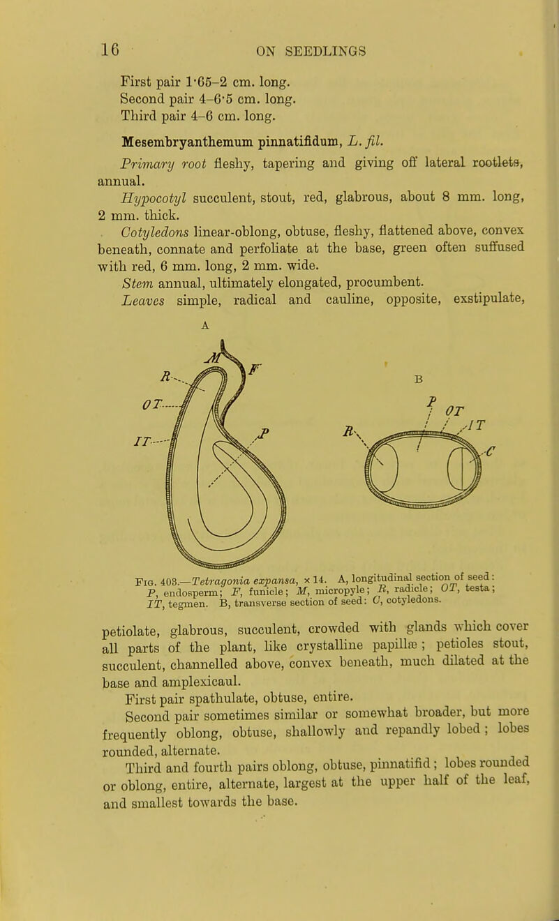 First pair l*G5-2 cm. long. Second pair 4-6*5 cm. long. Third pair 4-6 cm. long. Mesembryanthemum pinnatifidum, L. fil. Primary root fleshy, tapermg and giving off lateral rootlets, annual. Hypocotyl succulent, stout, red, glabrous, about 8 mm. long, 2 mm. thick. Cotyledons linear-oblong, obtuse, fleshy, flattened above, convex beneath, connate and perfohate at the base, green often suffused with red, 6 mm. long, 2 mm. wide. Stem annual, ultimately elongated, procumbent. Leaves simple, radical and cauluie, opposite, exstipulate. Fig. 409.—Tetrago7iia expansa, x 14. A, longitudmd section of seed : P, endosperm; F, funiole; M, micropyle; radicle; OT, testa; IT, teginen. B, transverse section of seed: C, cotyledons. petiolate, glabrous, succulent, crowded with glands which cover all parts of the plant, like crystalline papilla; petioles stout, succulent, channelled above, convex beneath, much dilated at the base and amplexicaul. First pair spathulate, obtuse, entire. Second pair sometimes similar or somewhat broader, but more frequently oblong, obtuse, shallowly and repandly lobed ; lobes rounded, alternate. Third and fourth pairs oblong, obtuse, pmnatifid; lobes rounded or oblong, entire, alternate, largest at the upper half of the leaf, and smallest towards the base.