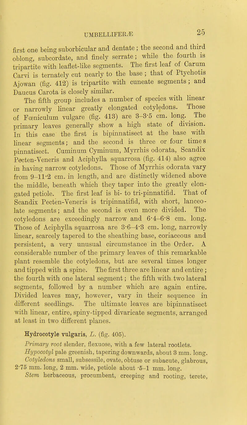 first one being suborbicular and dentate ; the second and third oblong, subcordate, and finely serrate; while the fourth is tripartite with leaflet-like segments. The first leaf of Carum Carvi is ternately cut nearly to the base ; that of Ptychotis Ajowan (fig. 412) is tripartite with cuneate segments ; and Caucus Carota is closely similar. The fifth group includes a number of species with linear or narrowly Imear greatly elongated cotyledons. Those of Foeniculum vulgare (fig. 413) are 3-3-5 cm. long. ^ The primary leaves generally show a high state of division. In this case the first is bipinnatisect at the base with linear segments; and the second is three or four times pinnatisecfc. Cuminum Cyminum, Myrrhis odorata, Scandix Pecten-Veneris and Aciphylla squarrosa (fig. 414) also agree in having narrow cotyledons. Those of Myrrhis odorata vary from 9-11-2 cm. in length, and are distinctly widened above the middle, beneath which they taper into the greatly elon- gated petiole. The first leaf is bi- to tri-pinnatifid. That of Scandix Pecten-Veneris is tripinnatifid, with short, lanceo- late segments; and the second is even more divided. The cotyledons are exceedingly narrow and 6-4-6*8 cm. long. Those of Aciphylla squarrosa are 3-6-4-3 cm. long, narrowly linear, scarcely tapered to the sheathing base, coriaceous and persistent, a very unusual circumstance in the Order. A considerable number of the primary leaves of this remarkable plant resemble the cotyledons, but are several times longer and tipped with a spine. The first three are linear and entire; the fourth with one lateral segment; the fifth with two lateral segments, followed by a number which are again entire. Divided leaves may, however, vary in their sequence in different seedlings. The ultimate leaves are bipinnatisect with linear, entire, spiny-tipped divaricate segments, arranged at least in two different planes. Hydrocotyle vulgaris, L. (fig. 405). Primary root slender, flexuose, with a few lateral rootlets. Hypocotyl pale greenish, tapering downwards, about 3 mm. long. Cotyledons small, subsessile, ovate, obtuse or subacute, glabrous, 2-75 mm. long, 2 mm. wide, petiole about -5-1 mm. long. Stem herbaceous, procumbent, creeping and rooting, terete,