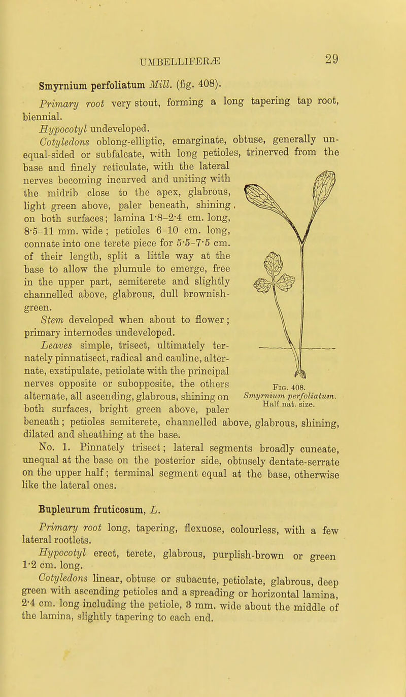 Smyrnium perfoliatum Mill. (fig. 408). Privianj root very stout, forming a long tapering tap root, biennial. Hypocotyl undeveloped. Cotyledons oblong-elliptic, emarginate, obtuse, generally un- equal-sided or subfalcate, with long petioles, trinerved from the base and finely reticulate, with the lateral nerves becoming incurved and uniting with the midrib close to the apex, glabrous, light green above, paler beneath, shining, on both surfaces; lamina 1-8-2-4 cm. long, 8-5-11 mm. wide ; petioles 6-10 cm. long, connate into one terete piece for 5'5-7'5 cm. of their length, split a little way at the base to allow the plumule to emerge, free in the upper part, semiterete and slightly channelled above, glabrous, dull brownish- green. Stem developed when about to flower; primary internodes undeveloped. Leaves simple, trisect, ultimately ter- nately pinnatisect, radical and cauhne, alter- nate, exstipulate, petiolate with the principal nerves opposite or subopposite, the others alternate, all ascending, glabrous, shining on Smymtum perfoliatum. Ill 1. t, • 1 J. 1 1 Half nat. size. both surfaces, bright green above, paler beneath; petioles semiterete, channelled above, glabrous, shining, dilated and sheathing at the base. No. 1. Pinnately trisect; lateral segments broadly cuneate, unequal at the base on the posterior side, obtusely dentate-serrate on the upper half; terminal segment equal at the base, otherwise like the lateral ones. Bupleurum fruticosum, L. Primary root long, tapering, flexuose, colourless, with a few lateral rootlets. Hypocotyl erect, terete, glabrous, purpUsh-brown or green 1*2 cm. long. Cotyledons linear, obtuse or subacute, petiolate, glabrous, deep green with ascending petioles and a spreading or horizontal lamina, 2-4 cm. long including the petiole, 3 mm. wide about the middle of the lamina, slightly tapering to each end.