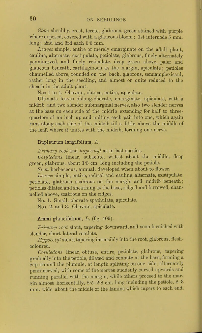 Stem slirubby, erect, terete, glabrous, green stained with purple where exposed, covered with a glaucous bloom ; 1st intemode 5 mm. long; 2nd and 3rd each 5*5 mm. Leaves simple, entire or merely emarginate on the adult plant, cauline, alternate, exstipulate, petiolate, glabrous, finely alternately penninerved, and finely reticulate, deep green above, paler and glaucous beneath, cartilaginous at the margin, apiculate; petioles channelled above, rounded on the back, glabrous, semiamplexicaul, rather long in the seedling, and almost or quite reduced to the sheath in the adult plant. Nos 1 to 4. Obovate, obtuse, entire, apiculate. Ultimate leaves oblong-obovate, emarginate, apiculate, with a midrib and two slender submarginal nerves, also two slender nerves at the base on each side of the midrib extending for half to three- quarters of an inch up and uniting each pair into one, which again runs along each side of the midrib till a httle above the middle of the leaf, where it unites with the midrib, forming one nerve. Bupleurum longifolium, L. Primary root and hypocotyl as in last species. Cotyledons linear, subacute, widest about the middle, deep green, glabrous, about 1-3 cm. long including the petiole. Stem herbaceous, annual, developed when about to flower. Leaves simple, entire, radical and cauline, alternate, exstipulate, petiolate, glabrous, scabrous on the margin and midrib beneath; petioles dilated and sheathing at the base, ridged and furrowed, chan- nelled above, scabrous on the ridges. No. 1. Small, obovate-spathulate, apiculate. Nos. 2. and 3. Obovate, apiculate. Ammi glaucifolium, L. (fig. 409). Primary root stout, tapering downward, and soon furnished with slender, short lateral rootlets. Hypocotyl stout, tapering insensibly into the root, glabrous, flesh- coloured. Cotyledons linear, obtuse, entire, petiolate, glabrous, tapering gradually into the petiole, dilated and connate at the base, forming a cup around the plumule, at length sphtting on one side, alternately penninerved, with some of the nerves suddenly curved upwards and running parallel with the margin, while others proceed to the mar- gin almost horizontally, 2-6-2-8 cm. long including the petiole, 2-3 mm. wide about the middle of the lamina which tapers to each end.