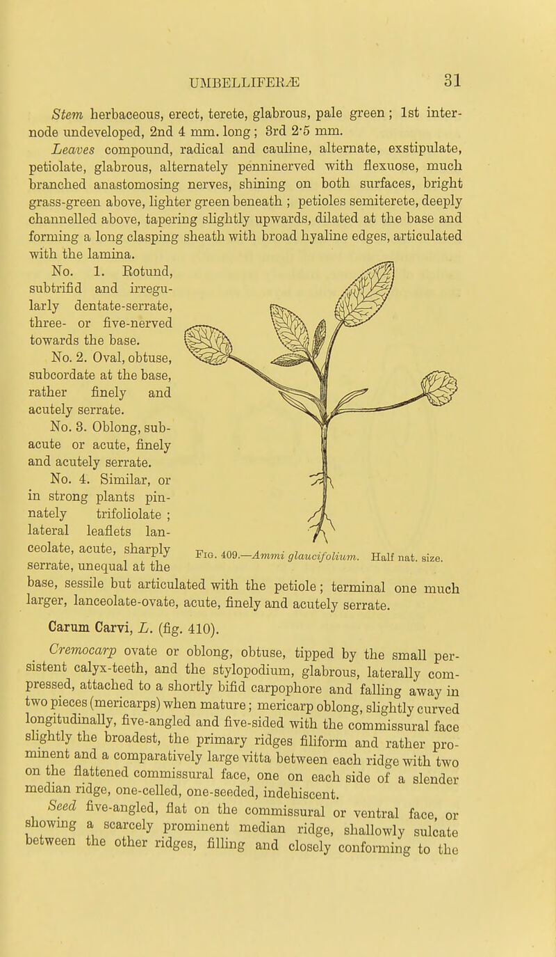 Stem herbaceous, erect, terete, glabrous, pale green ; 1st inter- node undeveloped, 2nd 4 mm. long; 3rd 2*5 mm. Leaves compound, radical and cauline, alternate, exstipulate, petiolate, glabrous, alternately penninerved with flexuose, much branched anastomosing nerves, shining on both surfaces, bright grass-green above, lighter green beneath ; petioles semiterete, deeply channelled above, tapering slightly upwards, dilated at the base and forming a long clasping sheath with broad hyaline edges, articulated with the lamina. No. 1. Eotund, subtrifid and irregu- larly dentate-serrate, three- or five-nerved towards the base. No. 2. Oval, obtuse, subcordate at the base, rather finely and acutely serrate. No. 8. Oblong, sub- acute or acute, finely and acutely serrate. No. 4. Similar, or in strong plants pin- nately trifoholate ; lateral leaflets Ian- ceolate, acute, sharply m.-Am,ni gla^otfoUu^n. Half nat. size. serrate, unequal at the base, sessile but articulated with the petiole; terminal one much larger, lanceolate-ovate, acute, finely and acutely serrate. Carum Carvi, L. (fig. 410). Cremocarp ovate or oblong, obtuse, tipped by the small per- sistent calyx-teeth, and the stylopodium, glabrous, laterally com- pressed, attached to a shortly bifid carpophore and falling away m two pieces (mericarps) when mature; mericarp oblong, slightly curved longitudhially, five-angled and five-sided with the commissural face slightly the broadest, the primary ridges fihform and rather pro- mment and a comparatively large vitta between each ridge with two on the flattened commissural face, one on each side of a slender median ridge, one-celled, one-seeded, indehiscent. Seed five-angled, flat on the commissural or ventral face or showmg a scarcely prominent median ridge, shallowly sulcate between the other ridges, filhng and closely conforming to the