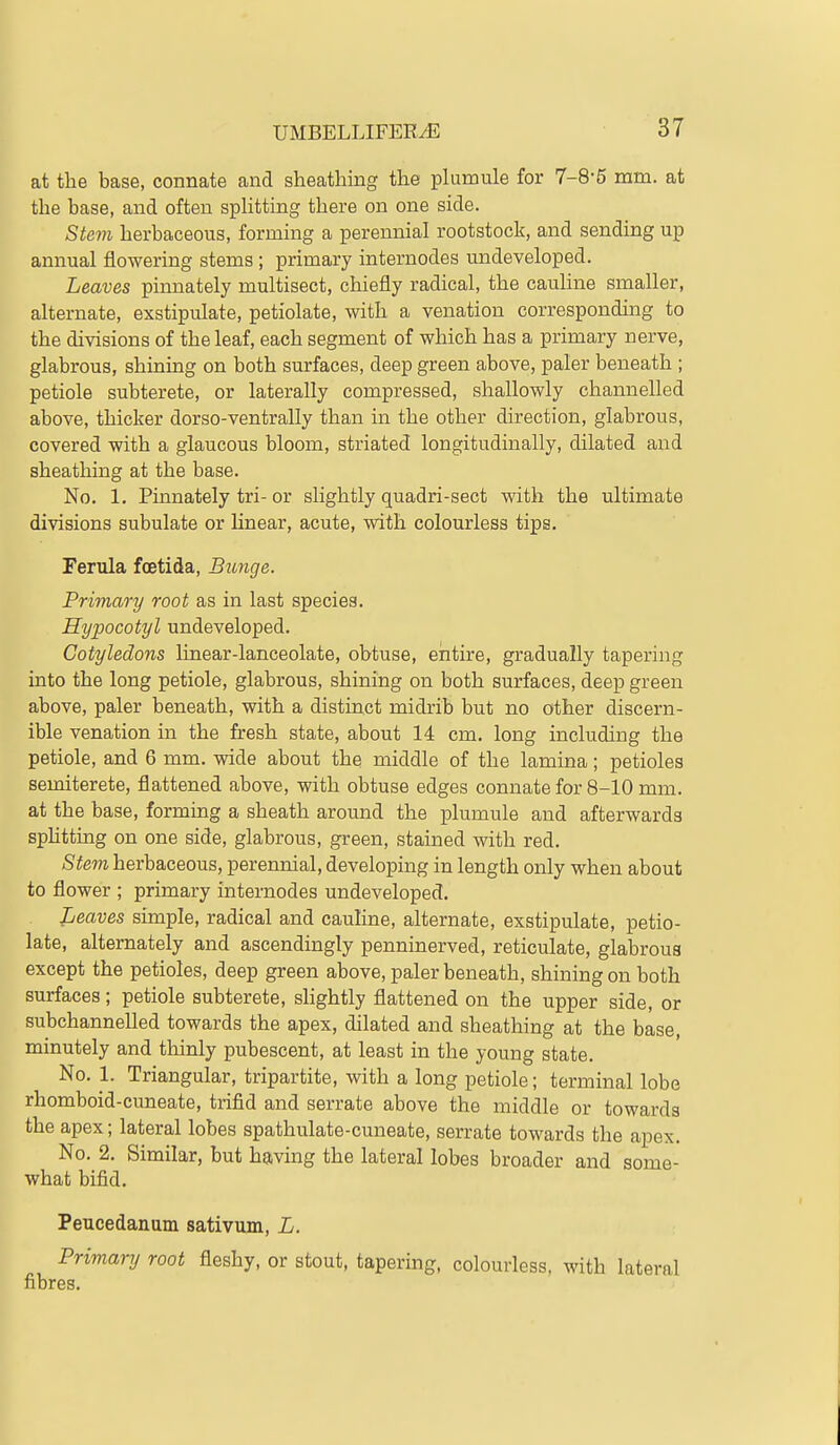 at the base, connate and sheathing the plumule for 7-8'5 mm. at the base, and often splitting there on one side. Stevi herbaceous, forming a perennial rootstock, and sending up annual flowering stems ; primary internodes undeveloped. Leaves pinnately multisect, chiefly radical, the cauline smaller, alternate, exstipulate, petiolate, with a venation corresponding to the divisions of the leaf, each segment of which has a primary nerve, glabrous, shining on both surfaces, deep green above, paler beneath ; petiole subterete, or laterally compressed, shallowly channelled above, thicker dorso-ventrally than in the other direction, glabrous, covered with a glaucous bloom, striated longitudinally, dilated and sheathing at the base. No. 1. Pmnately tri- or slightly quadri-sect with the ultimate divisions subulate or linear, acute, with colourless tips. Ferula foetida, Bimge. Primary root as in last species. Hypocotyl undeveloped. Cotyledons linear-lanceolate, obtuse, entire, gradually tapering into the long petiole, glabrous, shining on both surfaces, deep green above, paler beneath, with a distinct midrib but no other discern- ible venation in the fresh state, about 14 cm. long including the petiole, and 6 mm. wide about the middle of the lamina; petioles semiterete, flattened above, with obtuse edges connate for 8-10 mm. at the base, forming a sheath around the plumule and afterwards sphtting on one side, glabrous, green, stained with red. Stem herbaceous, perennial, developing in length only when about to flower ; primary internodes undeveloped. Leaves simple, radical and cauhne, alternate, exstipulate, petio- late, alternately and ascendingly penninerved, reticulate, glabrous except the petioles, deep green above, paler beneath, shining on both surfaces; petiole subterete, slightly flattened on the upper side, or subchannelled towards the apex, dilated and sheathing at the base, minutely and thinly pubescent, at least in the young state. No. 1. Triangular, tripartite, with a long petiole; terminal lobe rhomboid-cuneate, trifid and serrate above the middle or towards the apex; lateral lobes spathulate-cuneate, serrate towards the apex. No. 2. Similar, but having the lateral lobes broader and some- what bifid. Peucedanum sativum, L. Primary root fleshy, or stout, tapering, colourless, with lateral fibres.