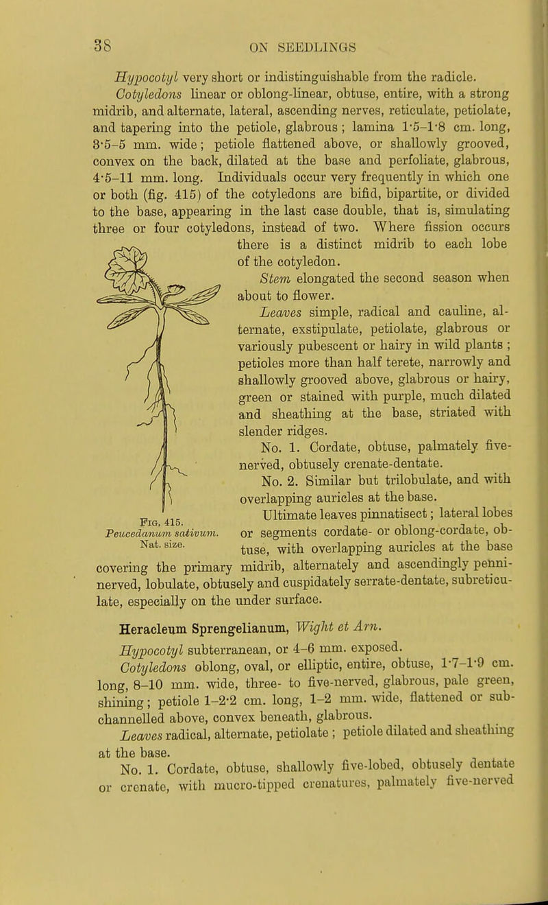 Hypocotyl very short or indistinguishable from the radicle. Cotyledons linear or oblong-linear, obtuse, entire, with a strong midrib, and alternate, lateral, ascending nerves, reticulate, petiolate, and tapering into the petiole, glabrous; lamina l-5-l'8 cm. long, 35-5 mm. wide; petiole flattened above, or shallowly grooved, convex on the back, dilated at the base and perfoliate, glabrous, 4-5-11 mm. long. Individuals occur very frequently in which one or both (fig. 415) of the cotyledons are bifid, bipartite, or divided to the base, appearing in the last case double, that is, simulating three or four cotyledons, instead of two. Where fission occurs there is a distinct midrib to each lobe of the cotyledon. Stem elongated the second season when about to flower. Leaves simple, radical and cauline, al- ternate, exstipulate, petiolate, glabrous or variously pubescent or hairy in wild plants ; petioles more than half terete, narrowly and shallowly grooved above, glabrous or hairy, green or stained with purple, much dilated and sheathing at the base, striated with slender ridges. No. 1. Cordate, obtuse, palmately five- nerved, obtusely crenate-dentate. No. 2. Similar but trilobulate, and with overlapping auricles at the base. Ultimate leaves pinnatisect; lateral lobes Peucedanum sativum. or segments cordate- or oblong-cordate, ob- Nat.size. ^^^^^ ^•j.j^ overlapping auricles at the base covering the primary midrib, alternately and ascendingly penni- nerved, lobulate, obtusely and cuspidately serrate-dentate, subreticu- late, especially on the under surface. Heracleum Sprengelianum, Wight et Am. Hypocotyl subterranean, or 4-6 mm. exposed. Cotyledons oblong, oval, or elUptic, entire, obtuse, 1-7-1-9 cm. long, 8-10 mm. wide, three- to five-nerved, glabrous, pale green, shining; petiole 1-2-2 cm. long, 1-2 mm. wide, flattened or sub- channelled above, convex beneath, glabrous. Leaves radical, alternate, petiolate ; petiole dilated and sheathing at the base. No. 1. Cordate, obtuse, shallowly five-lobed, obtusely dentate or crenato, with mucro-tipped crenatures, palmately five-nerved