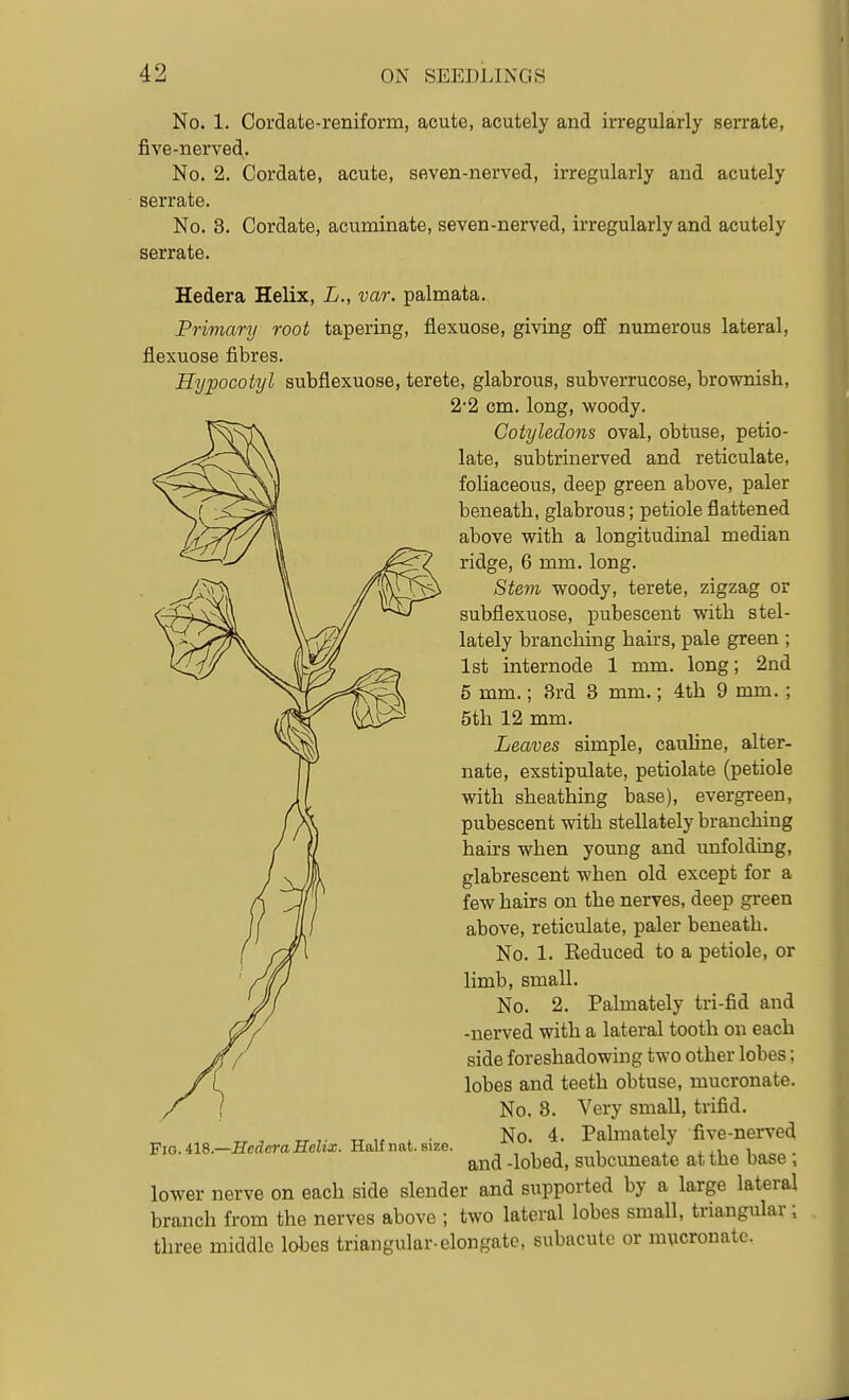 No. 1. Cordate-reniform, acute, acutely and irregularly serrate, five-nerved. No. 2. Cordate, acute, seven-nerved, irregularly and acutely serrate. No. 8. Cordate, acuminate, seven-nerved, irregularly and acutely serrate. Hedera Helix, L., var. palmata. Primary root tapering, flexuose, giving off numerous lateral, flexuose fibres. Hypocotyl subflexuose, terete, glabrous, subverrucose, brownish, 2-2 cm. long, woody. Cotyledons oval, obtuse, petio- late, subtrinerved and reticulate, foliaceous, deep green above, paler beneath, glabrous; petiole flattened above with a longitudinal median ridge, 6 mm. long. Stevi woody, terete, zigzag or subflexuose, pubescent with stel- lately branching hairs, pale green ; 1st internode 1 mm. long; 2nd 5 mm.; 3rd 3 mm.; 4th 9 mm. ; 5th 12 mm. Leaves simple, cauline, alter- nate, exstipulate, petiolate (petiole with sheathing base), evergreen, pubescent with steUately branching hairs when young and unfolding, glabrescent when old except for a few hairs on the nerves, deep green above, reticulate, paler beneath. No. 1. Keduced to a petiole, or limb, small. No. 2. Palmately tri-fid and -nerved with a lateral tooth on each side foreshadowing two other lobes; lobes and teeth obtuse, mucronate. No, 8. Very small, trifid. No. 4. Palmately five-nerved and -lobed, subcimeate at the base; lower nerve on each side slender and supported by a large lateral branch from the nerves above ; two lateral lobes small, triangular; three middle lobes triangular-elongate, subacute or mucronate. Fig. 418.—Sedera Helix. Half nat. size.