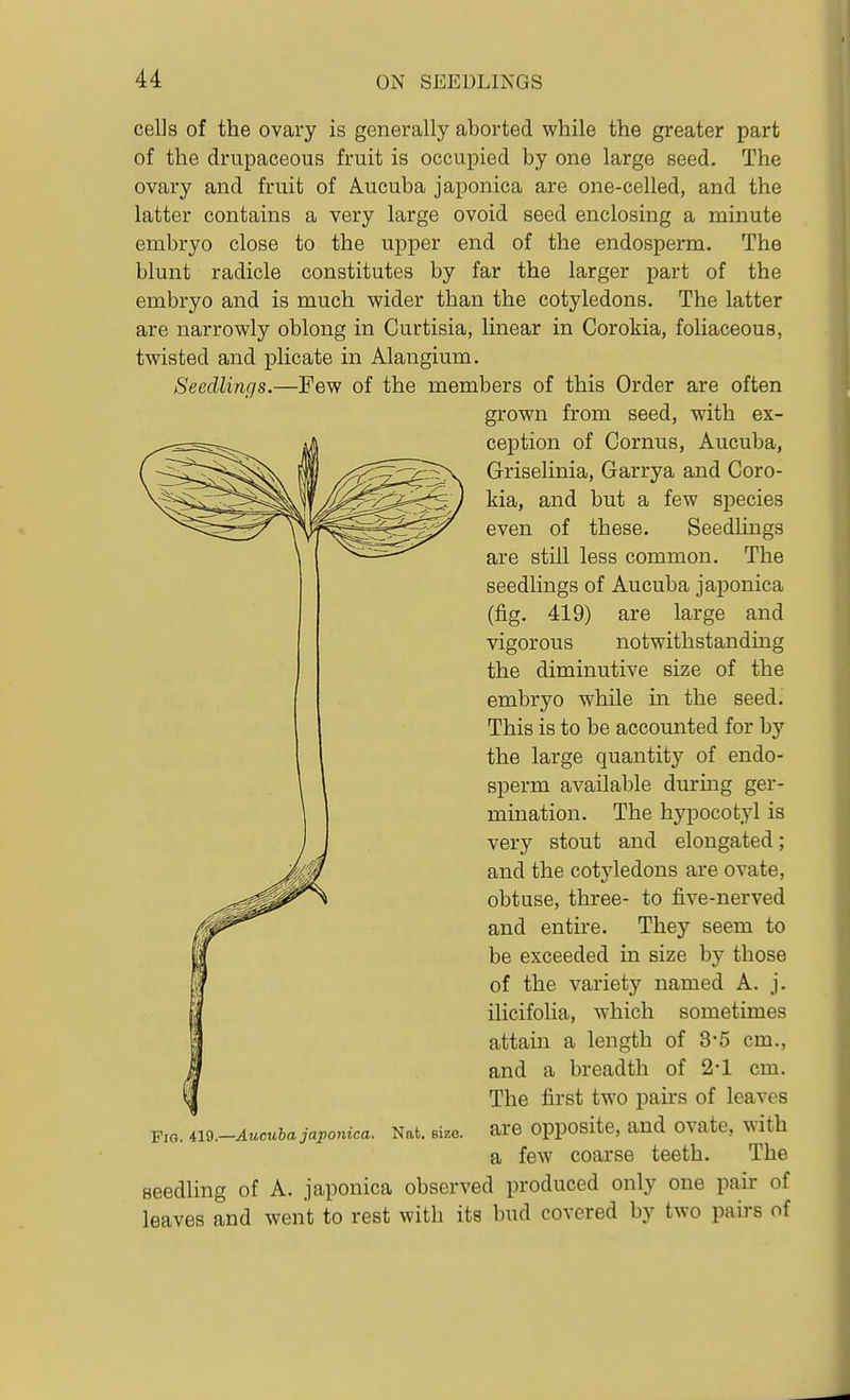 cells of the ovary is generally aborted while the greater part of the drupaceous fruit is occupied by one large seed. The ovary and fruit of Aucuba japonica are one-celled, and the latter contains a very large ovoid seed enclosing a minute embryo close to the upper end of the endosperm. The blunt radicle constitutes by far the larger part of the embryo and is much wider than the cotyledons. The latter are narrowly oblong in Curtisia, linear in Corokia, foliaceous, twisted and plicate in Alangium. Seedlings.—Few of the members of this Order are often grown from seed, with ex- ception of Cornus, Aucuba, Griselinia, Garrya and Coro- kia, and but a few species even of these. Seedlings are still less common. The seedlings of Aucuba japonica (fig. 419) are large and vigorous notwithstanding the diminutive size of the embryo while in the seed. This is to be accounted for by the large quantity of endo- sperm available during ger- mination. The hypocotyl is very stout and elongated; and the cotyledons are ovate, obtuse, three- to five-nerved and entire. They seem to be exceeded in size by those of the variety named A. j. ilicifoHa, which sometimes attain a length of 3'5 cm., and a breadth of 2-1 cm. The first two pairs of leaves Fig. iw.-Aucubajajponica. Nat. size, are opposite, and ovatc, with a few coarse teeth. The seedling of A. japonica observed produced only one pair of leaves and went to rest with its bud covered by two pairs of
