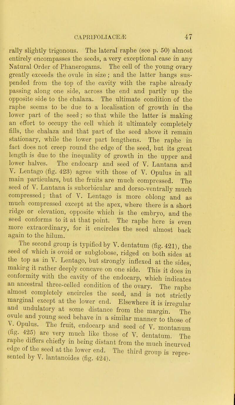 rally slightly trigonous. The lateral raphe (see p. 50) almost entirely encompasses the seeds, a very exceptional case in any Natm'al Order of Phanerogams. The cell of the young ovary greatly exceeds the ovule in size; and the latter hangs sus- pended from the top of the cavity with the raphe already passing along one side, across the end and partly up the opposite side to the chalaza. The ultimate condition of the raphe seems to be due to a localisation of growth in the lower part of the seed; so that while the latter is making an effort to occupy the cell which it ultimately completely fills, the chalaza and that part of the seed above it remain stationary, while the lower part lengthens. The raphe in fact does not creep round the edge of the seed, but its great length is due to the inequahty of growth in the upper and lower halves. The endocarp and seed of V. Lantana and V. Lentago (fig. 423) agree with those of V. Opulus in all main particulars, but the fruits are much compressed. The seed of V. Lantana is suborbicular and dorso-ventrally much compressed; that of V. Lentago is more oblong and as much compressed except at the apex, where there is a short ridge or elevation, opposite which is the embryo, and the seed conforms to it at that point. The raphe here is even more extraordinary, for it encircles the seed almost back again to the hilum. The second group is typified by V. dentatum (fig. 421), the seed of which is ovoid or subglobose, ridged on both side's at the top as in V. Lentago, but strongly inflexed at the sides, makirg it rather deeply concave on one side. This it does in conformity with the cavity of the endocarp, which indicates an ancestral three-celled condition of the ovary. The raphe almost completely encircles the seed, and is not strictly margmal except at the lower end. Elsewhere it is irregular and undulatory at some distance from the margin ''The ovule and young seed behave in a similar manner to those of V. Opulus. The fruit, endocarp and seed of V. montanum (fag 425) are very much like those of V. dentatum The raphe differs chiefly in being distant from the much incurved edge of the seed at the lower end. The third group is repre- sented by V. lantanoides (fig. 424).