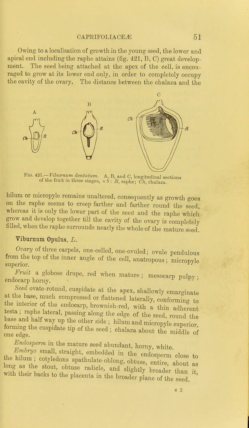 Owing to a localisation of growth in the young seed, the lower and apical end including the raphe attains (fig. 421, B, C) great develop- ment. The seed being attached at the apex of the cell, is encou- raged to grow at its lower end only, in order to completely occupy the cavity of the ovary. The distance between the chalaza and the ^21.-F77>itr«Mm cZeniaiwwi. A, B, and C, longitudinal sections of the fruit in three stages, x 5 : iJ, raphe; Ch, chalaza. hilum or micropyle remains unaltered, consequently as growth goes on the raphe seems to creep farther and farther round the seed whereas it is only the lower part of the seed and the raphe which grow and develop together till the cavity of the ovary is completely filled, when the raphe surrounds nearly the whole of the mature seed. Viburnum Opulus, L. Ovary of three carpels, one-celled, one-ovuled; ovule pendulous from the top of the inner angle of the cell, anatropous ; micropvle superior. ^^ Fruit a globose drupe, red when mature ; mesocarp pulpv • endocarp horny. j- r » Seed ovate-rotund, cuspidate at the apex, shallowly emarginate at the base, much compressed or flattened laterally, conforming to he mtenor of the endocarp, brownish-red, with a thin adherent testa ; raphe lateral, passing along the edge of the seed, round the base and half way up the other side ; hilum and micropyle super ox Endosperm in the mature seed abundant, horny white Rmhryo small, straight, embedded in the endosperm' close to he hilum ; cotyledons spathulate-oblong, obtuse, entire, about as long as the stout, obtuse radicle, and shghtly broader tW f with their backs to the placenta in the broader^'^of the seed. ' B 2